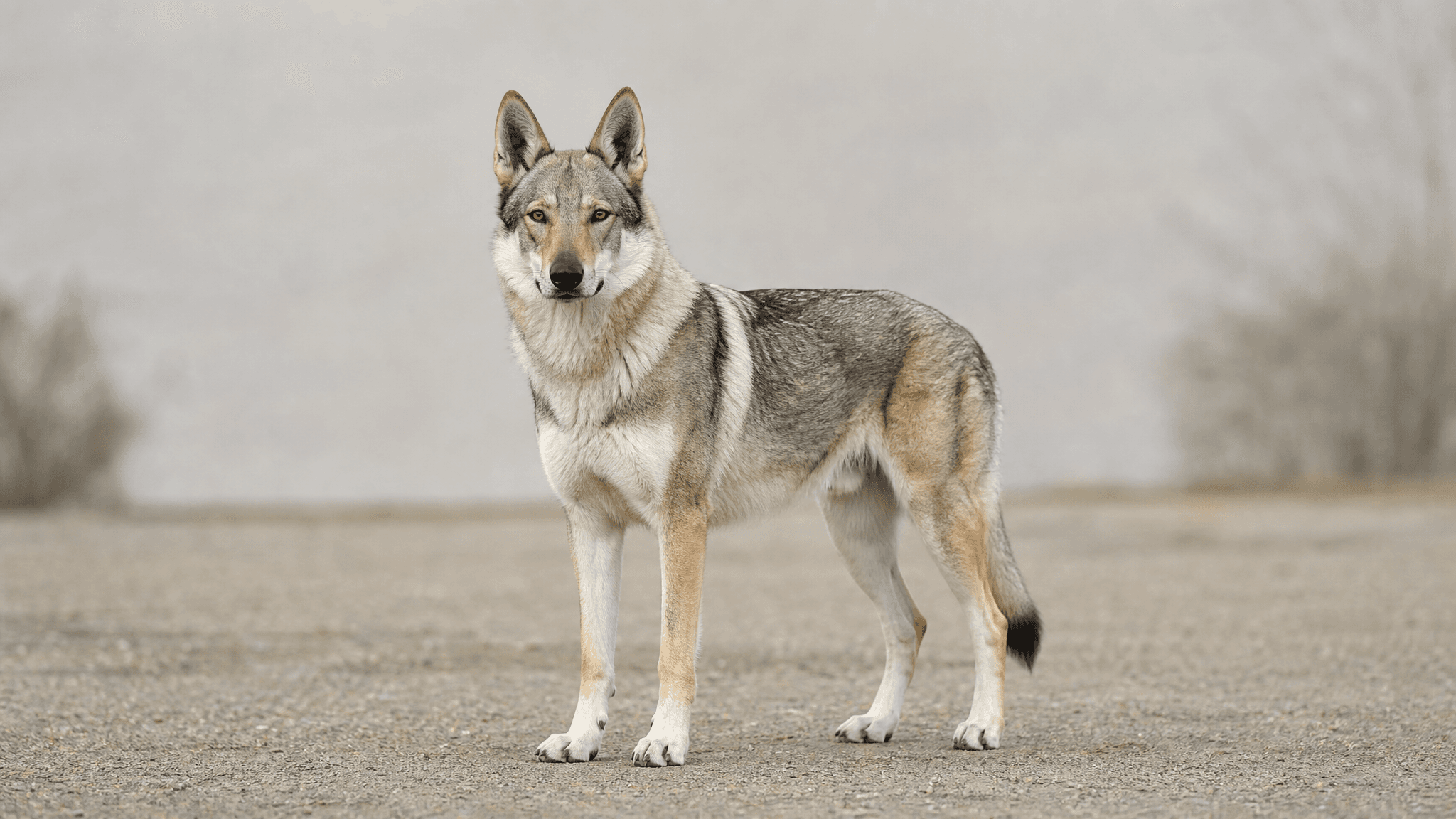 Perro Lobo Checoslovaco