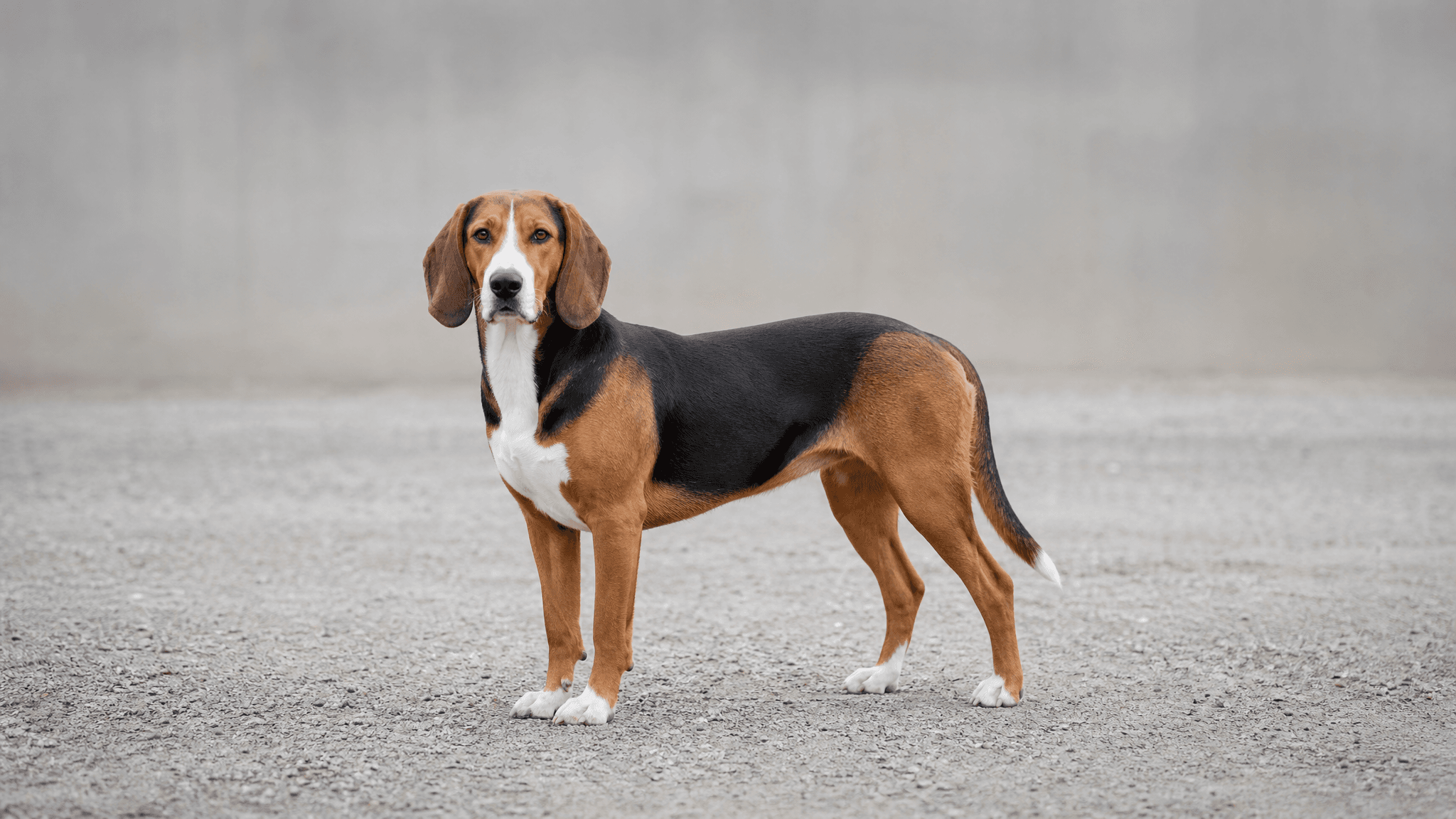 Serbian Tricolour Hound