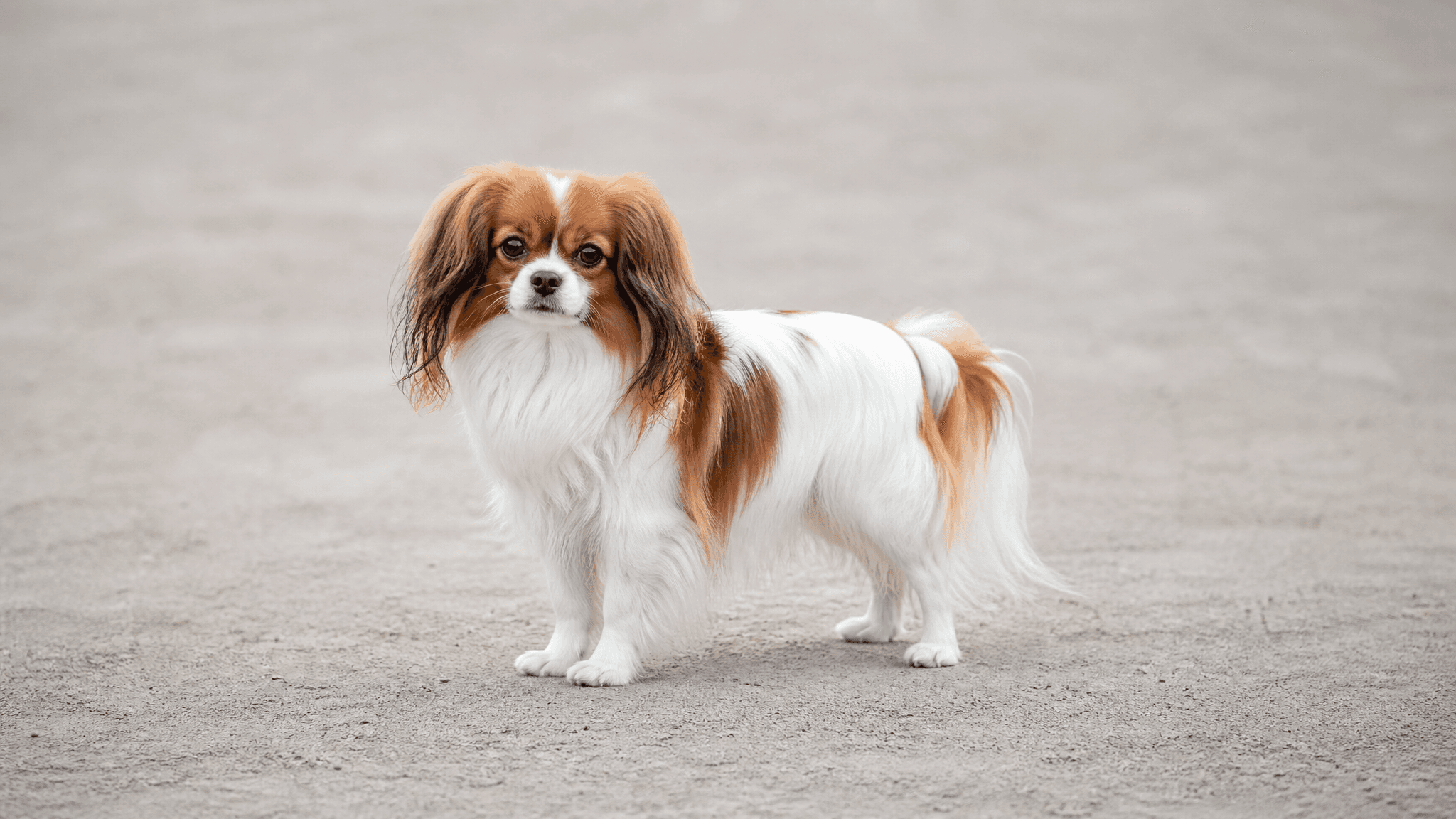 Spaniel Continental Enano
