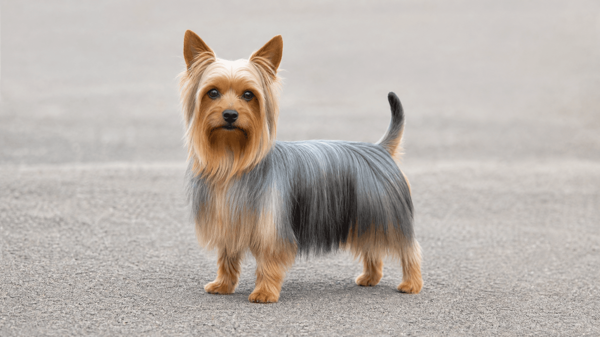 Australian Silky Terrier