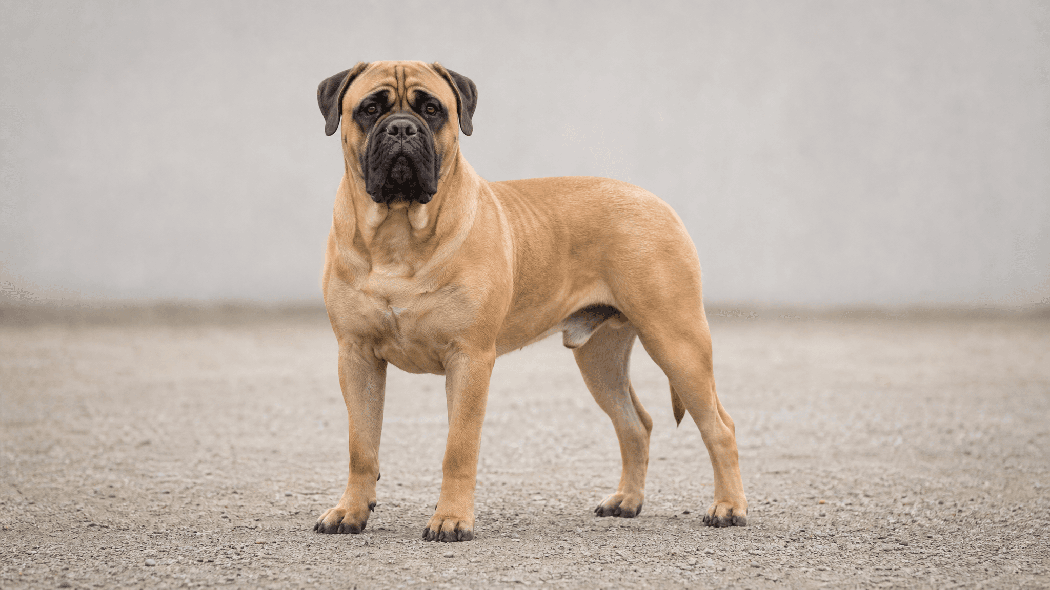 Bullmastiff