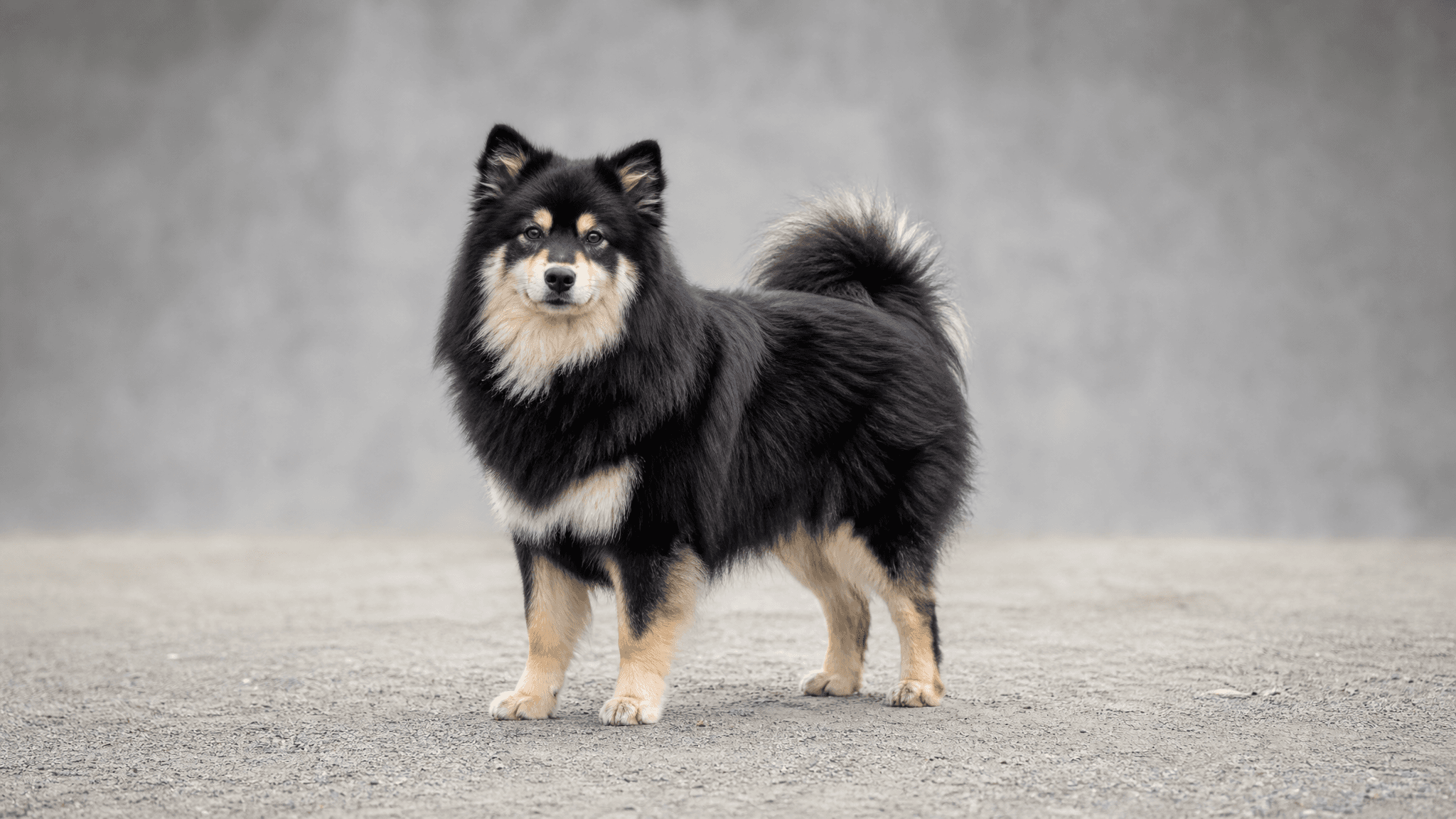 Lapphund Sueco