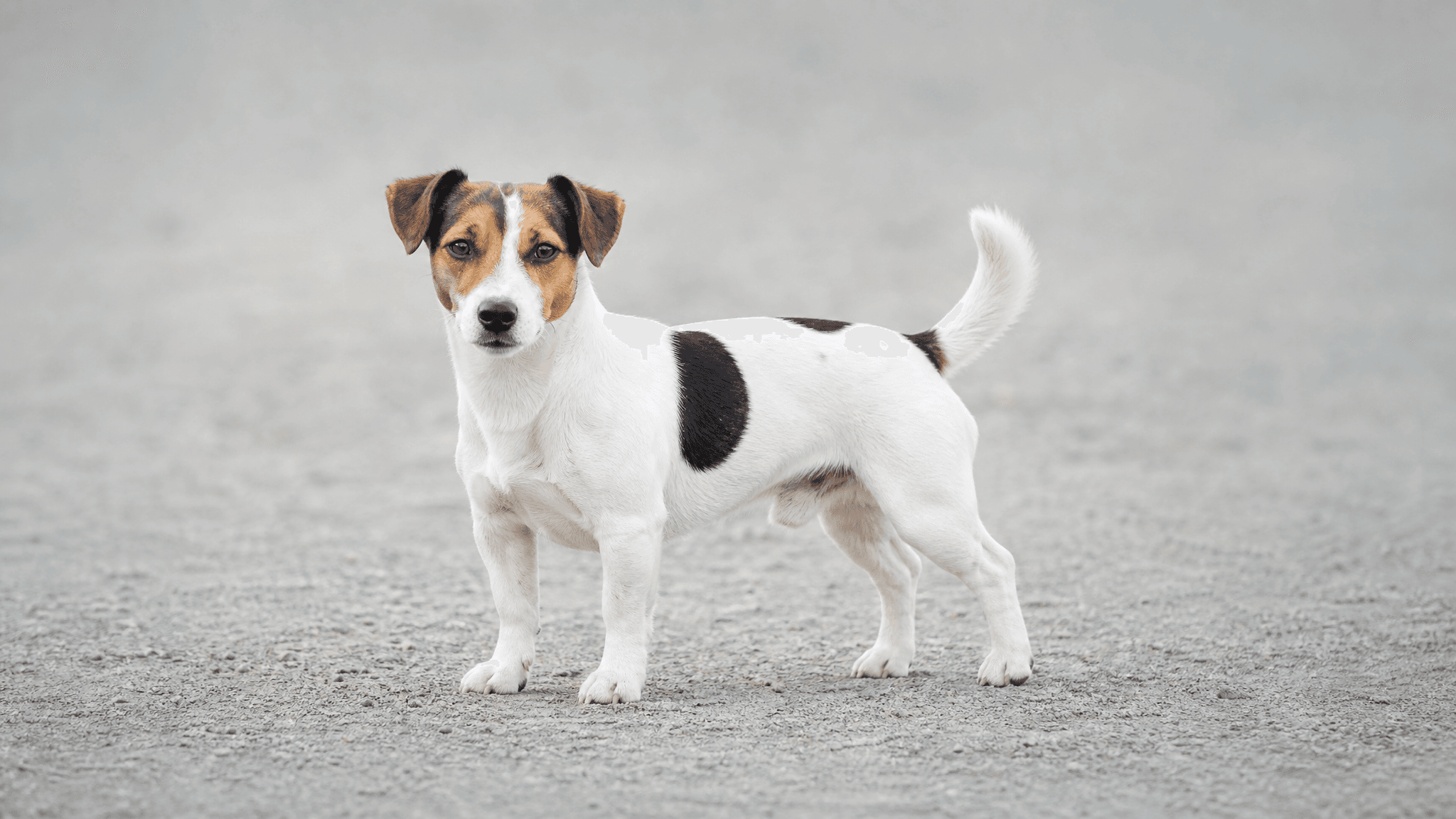 Jack Russell Terrier