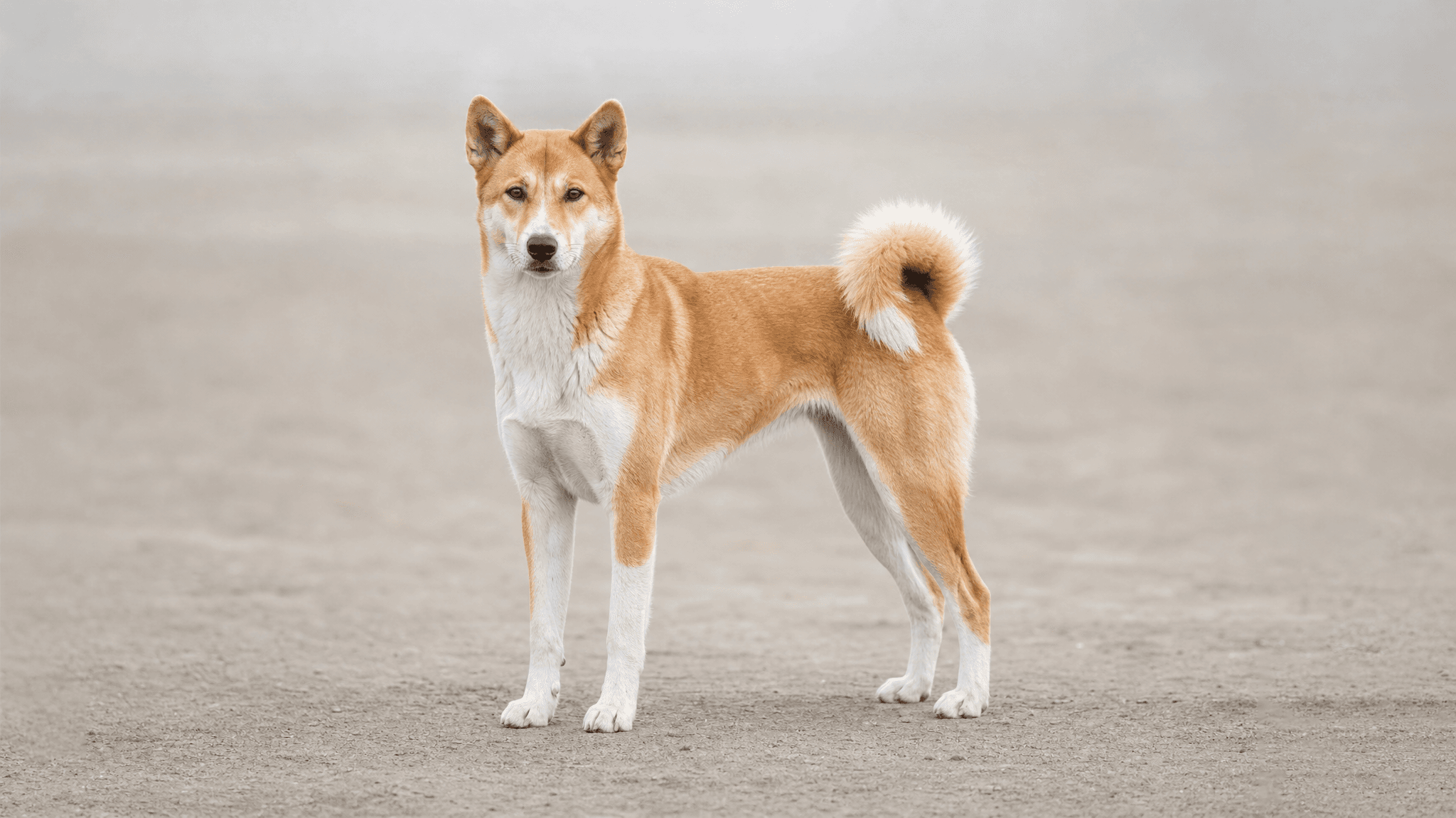 Canaan Dog