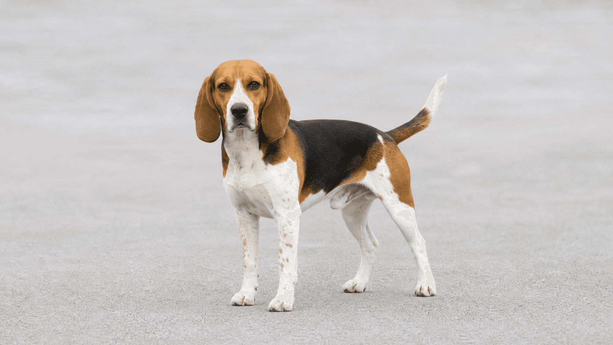 Beagle Harrier
