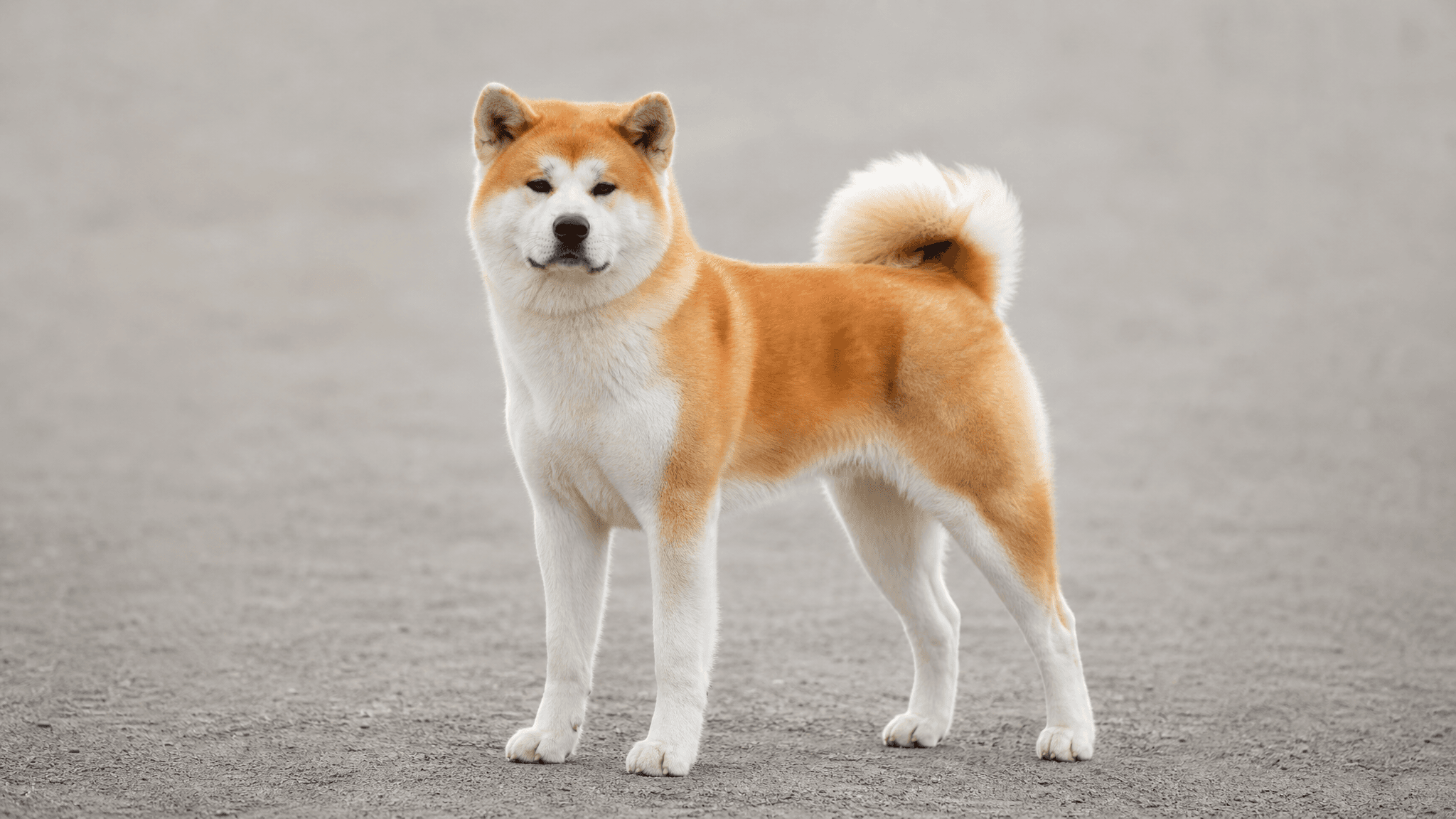 Akita