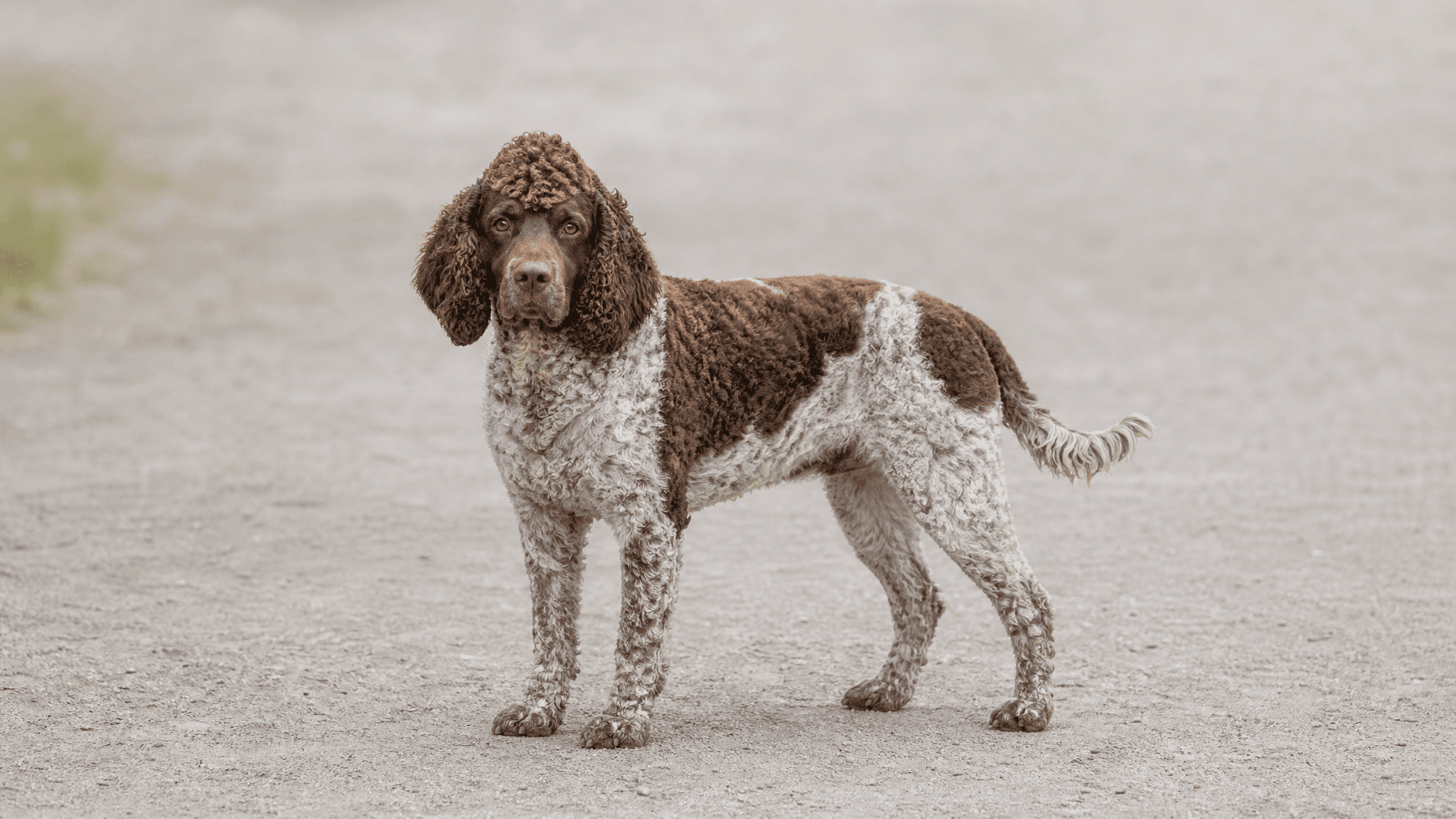 Spaniel De Pont-Audemer