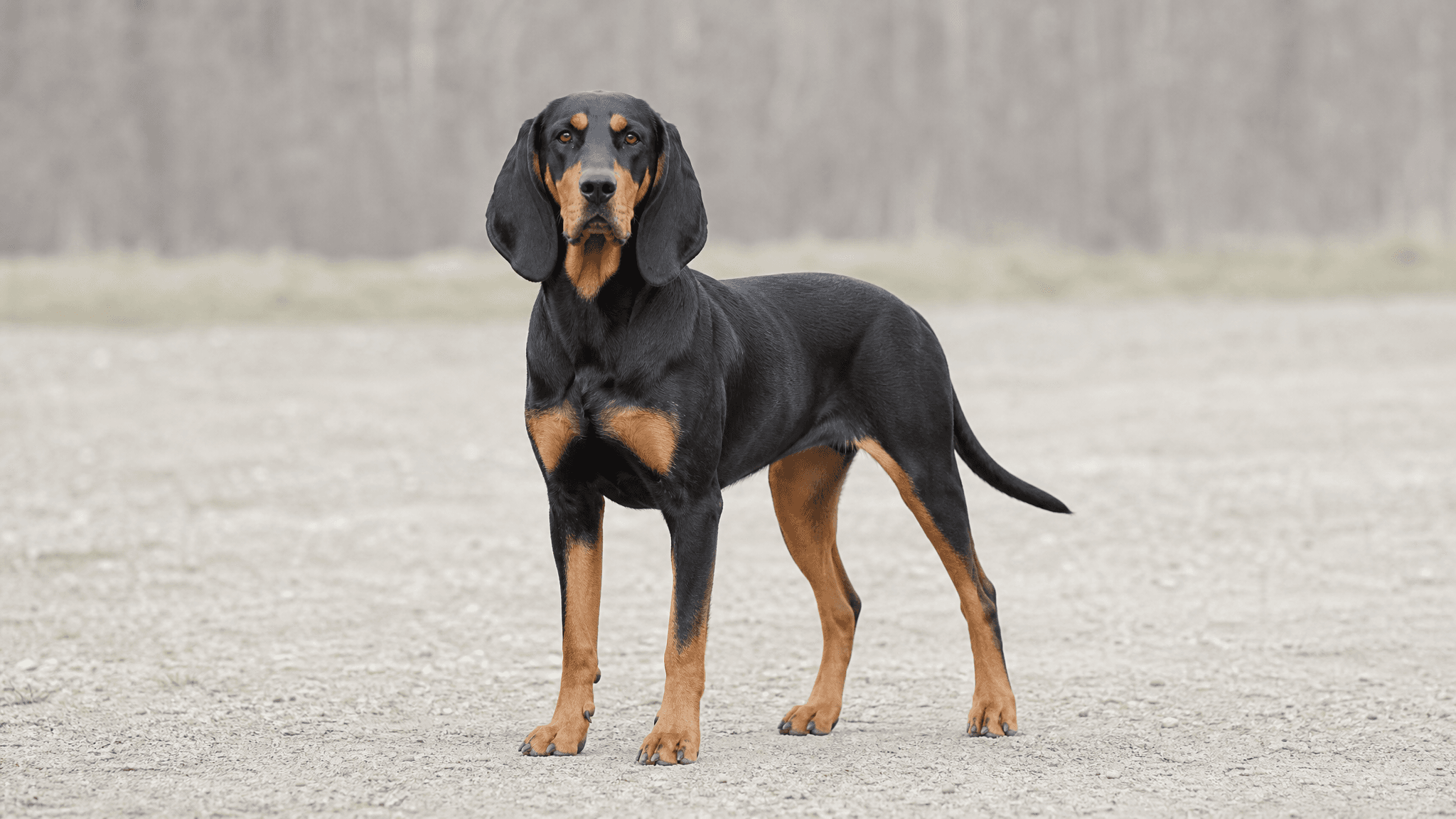 Coonhound Negro Y Fuego