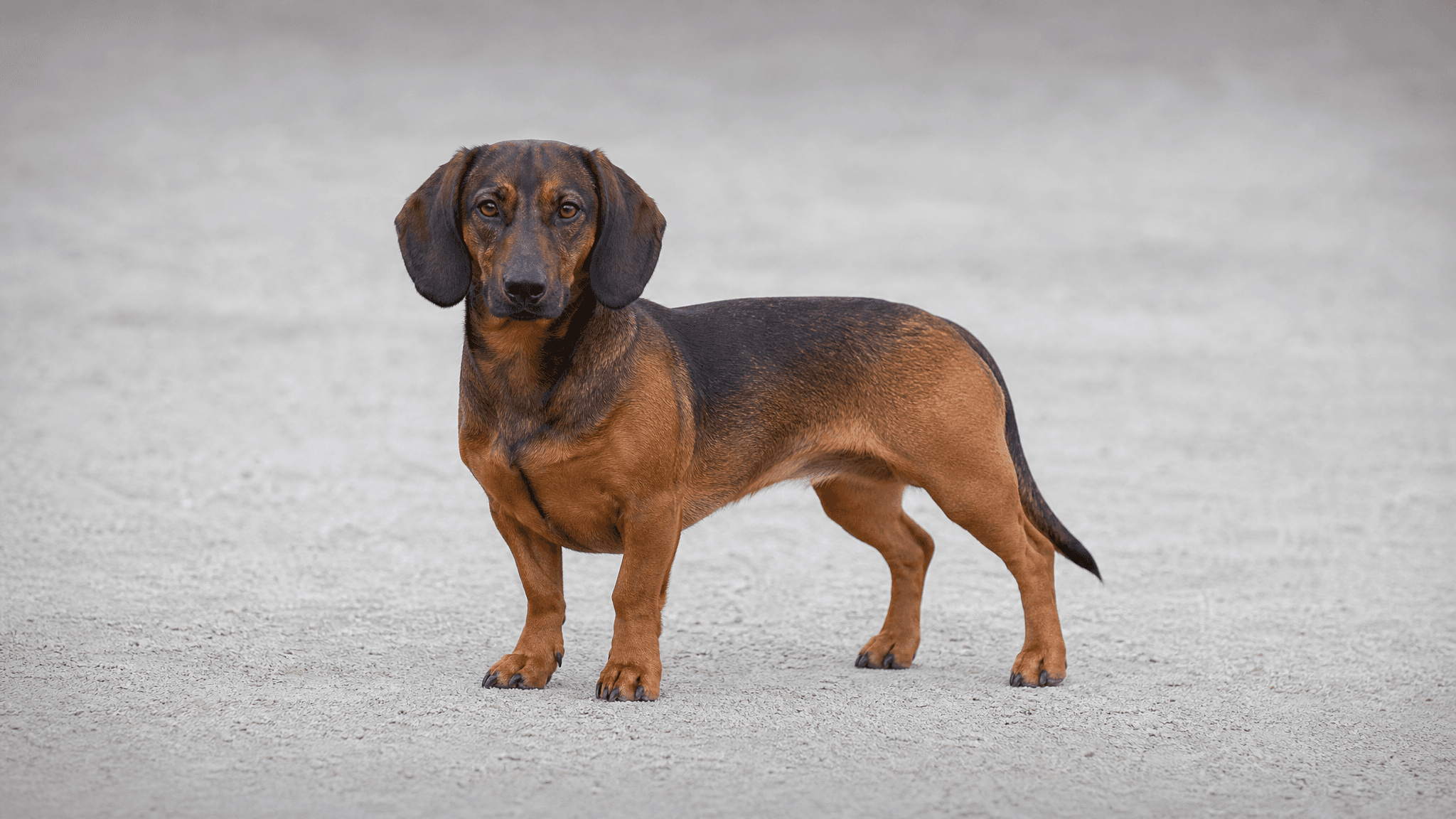 Alpine Dachsbracke