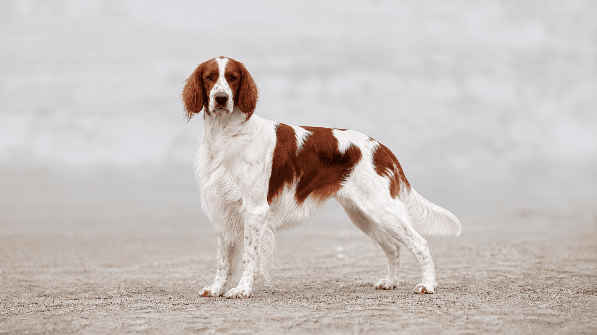 Irish Red And White Setter