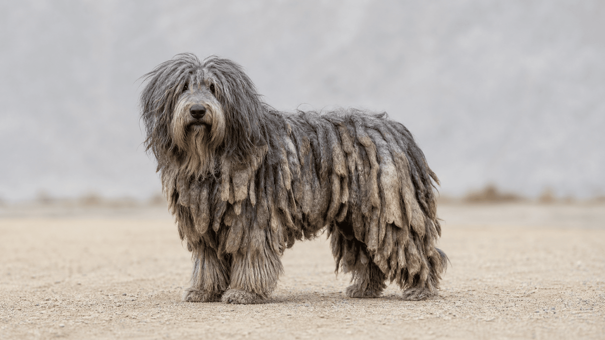 Cão De Pastor Bergamasco