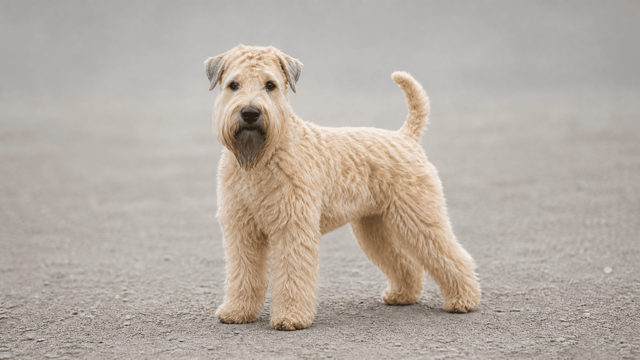 Irish Soft Coated Wheaten Terrier
