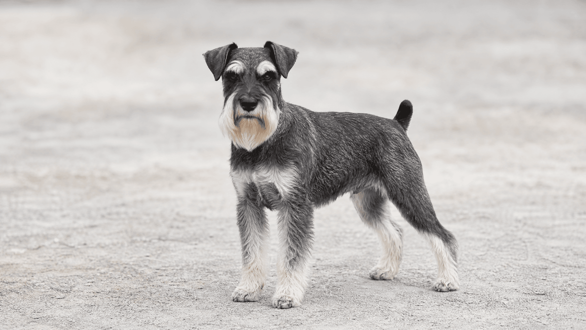 Schnauzer