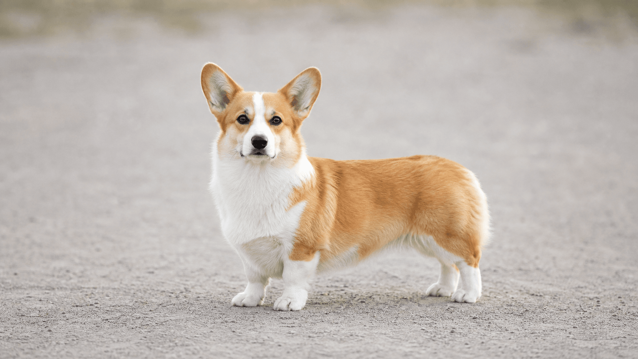 Corgi Galês (Pembroke)