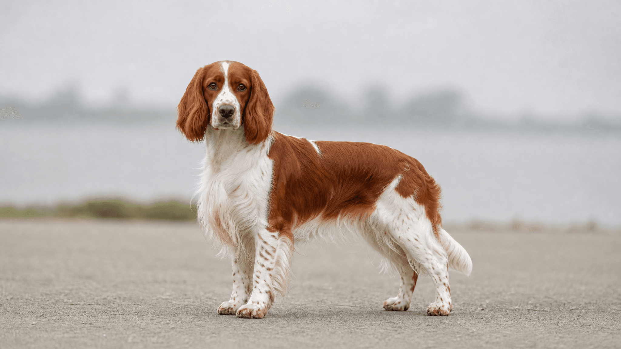 Welsh Springer Spaniel