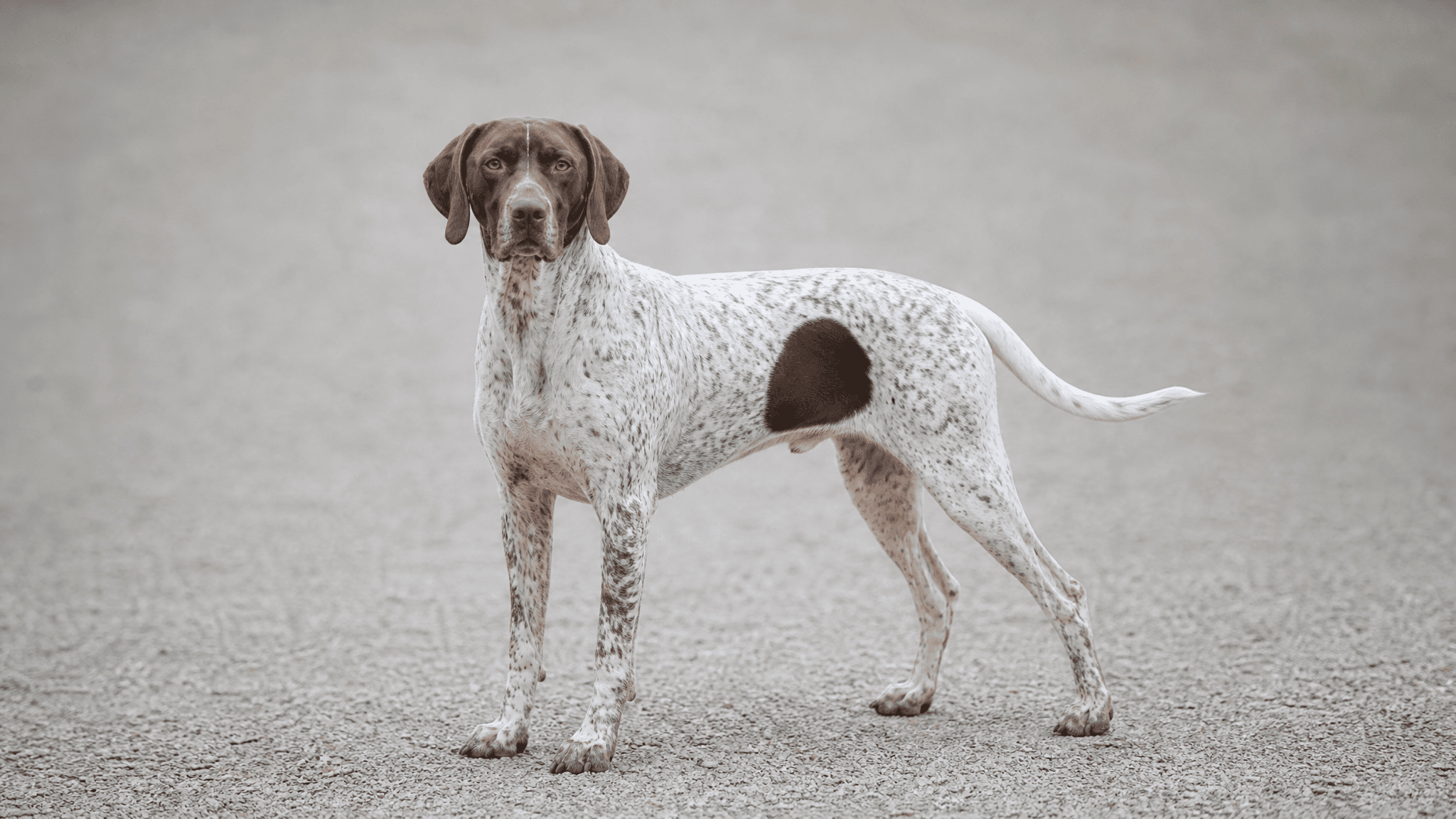 Bourbonnais Pointing Dog