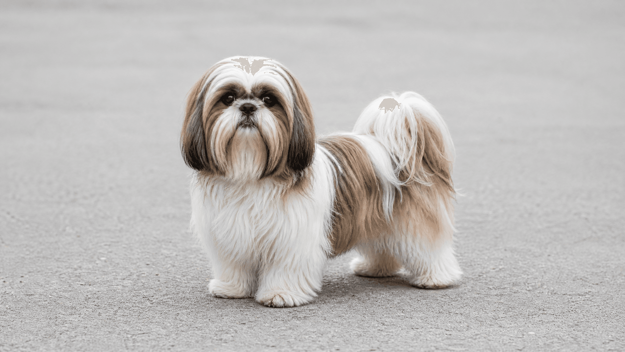 Shih Tzu