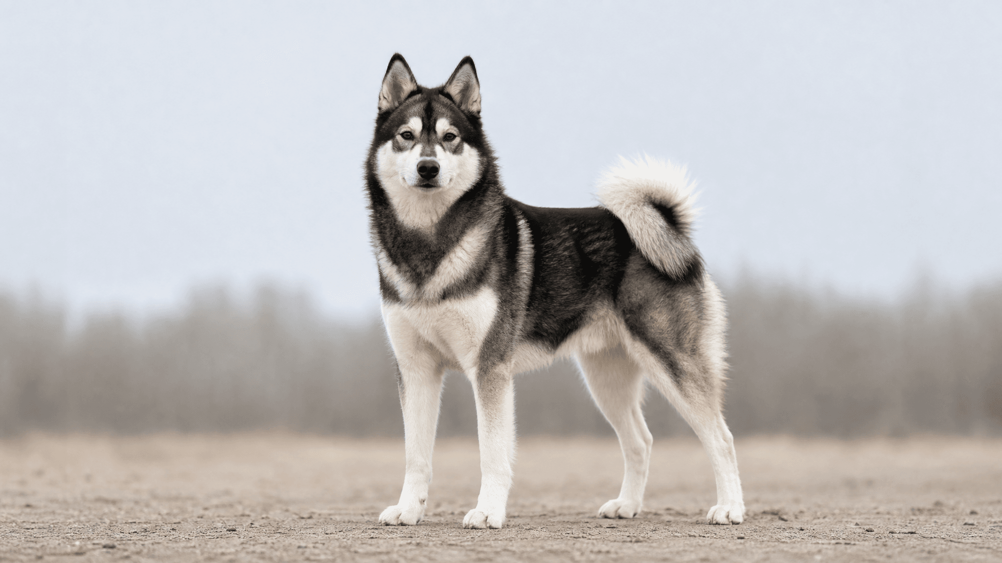 Laika Da Sibéria Oriental