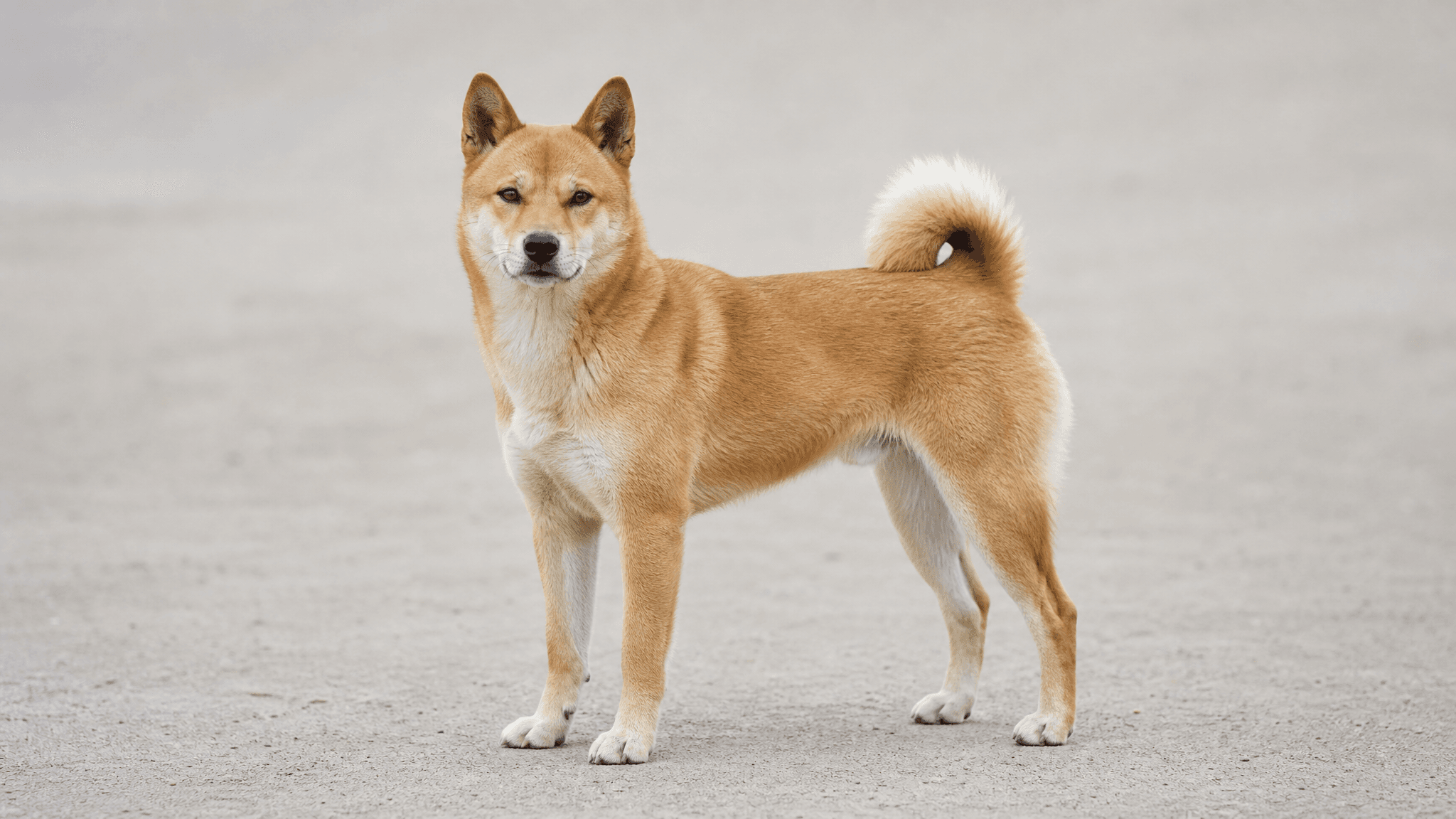 Jindo Coreano
