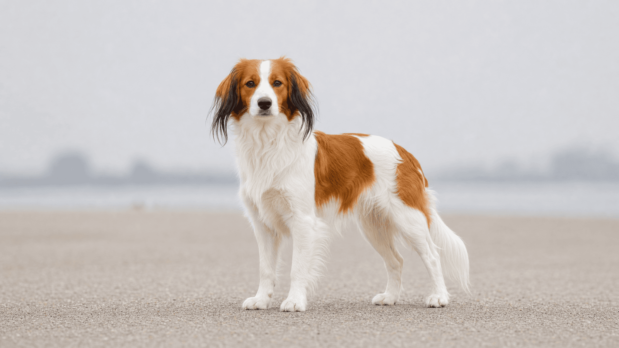 Nederlandse Kooikerhondje