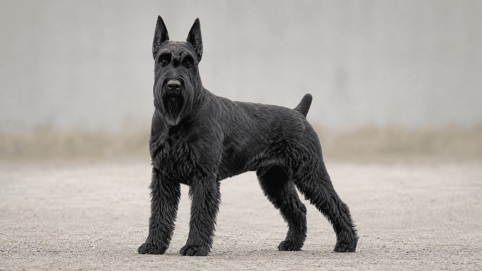 Giant Schnauzer