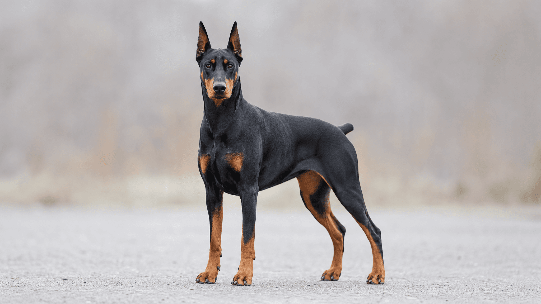 Dobermann