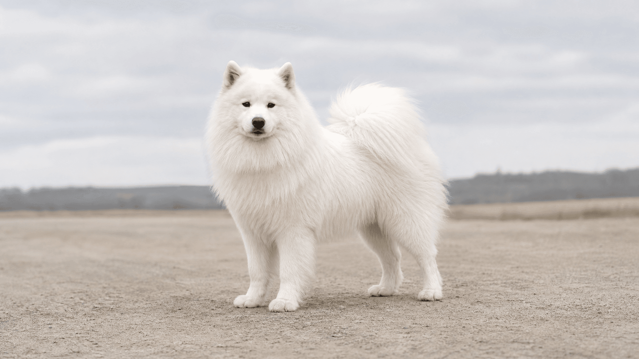Samoyed