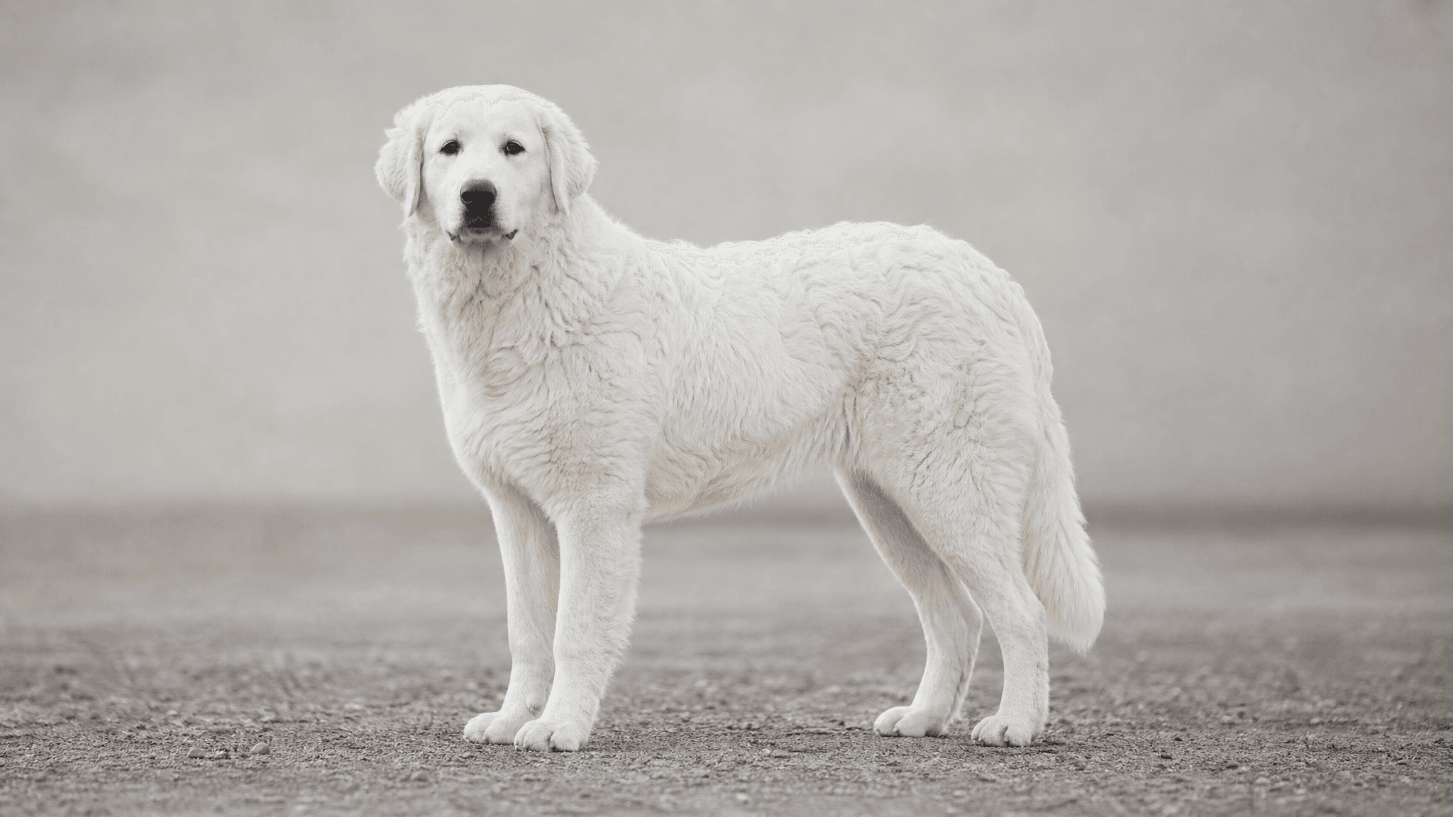 Kuvasz