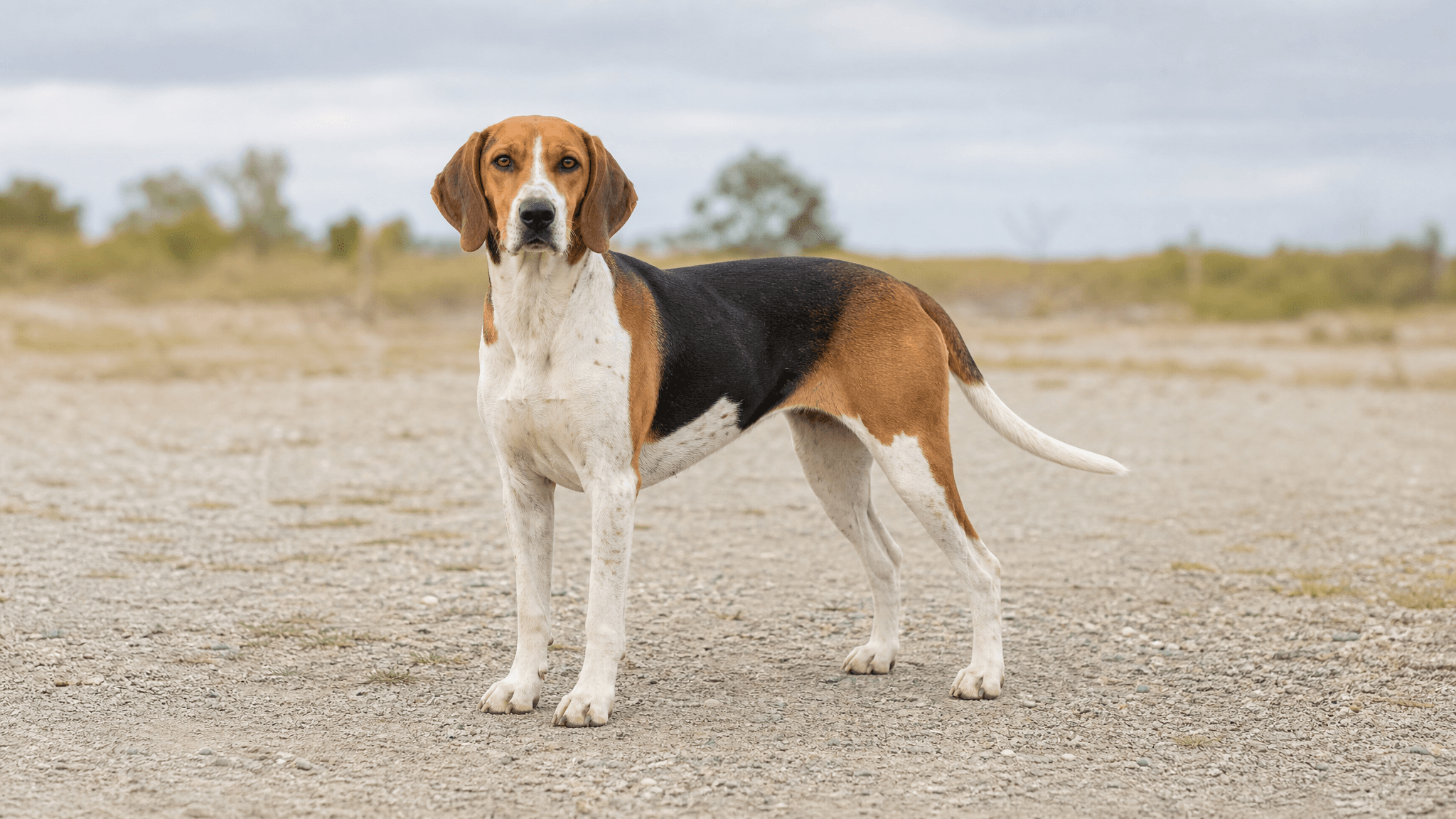 American Foxhound