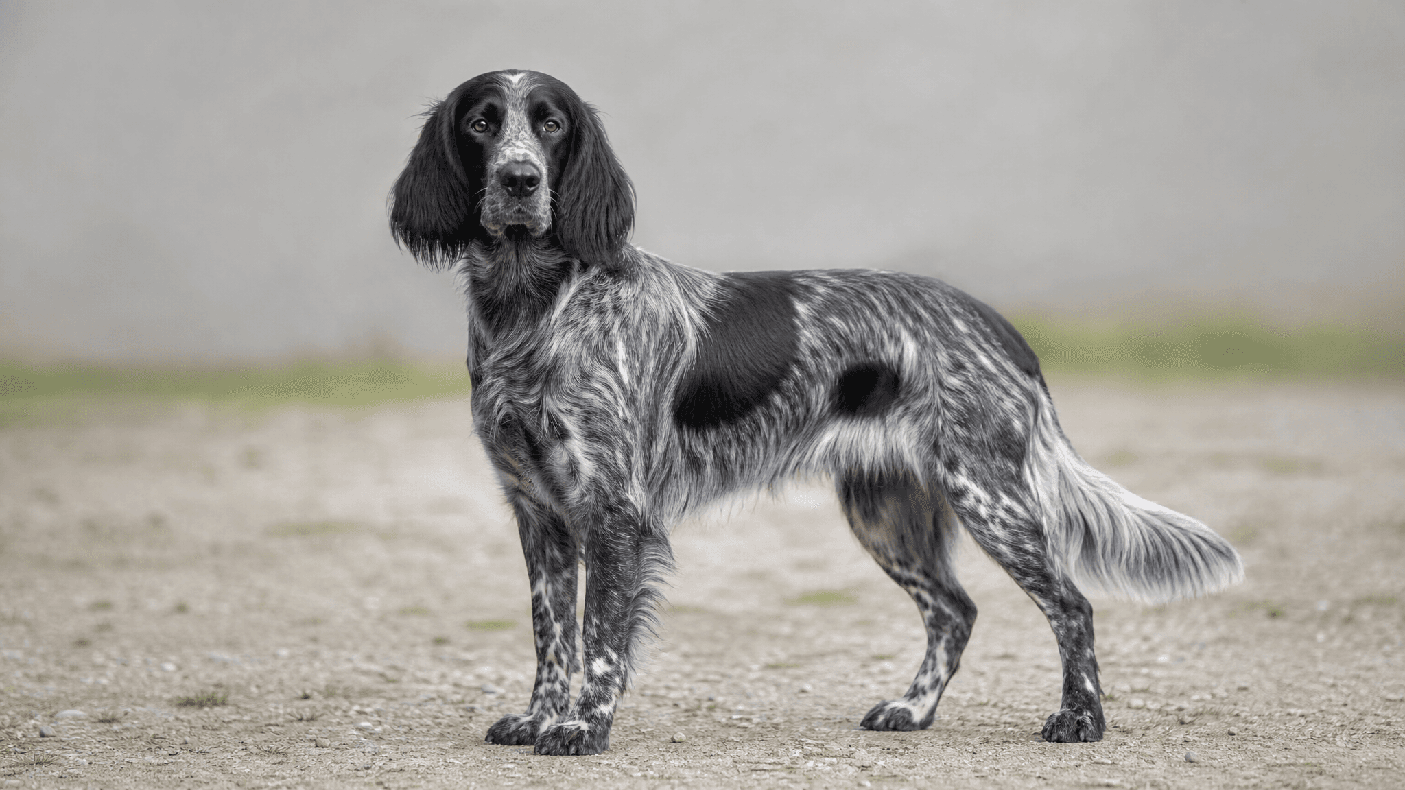 Blue Picardy Spaniel