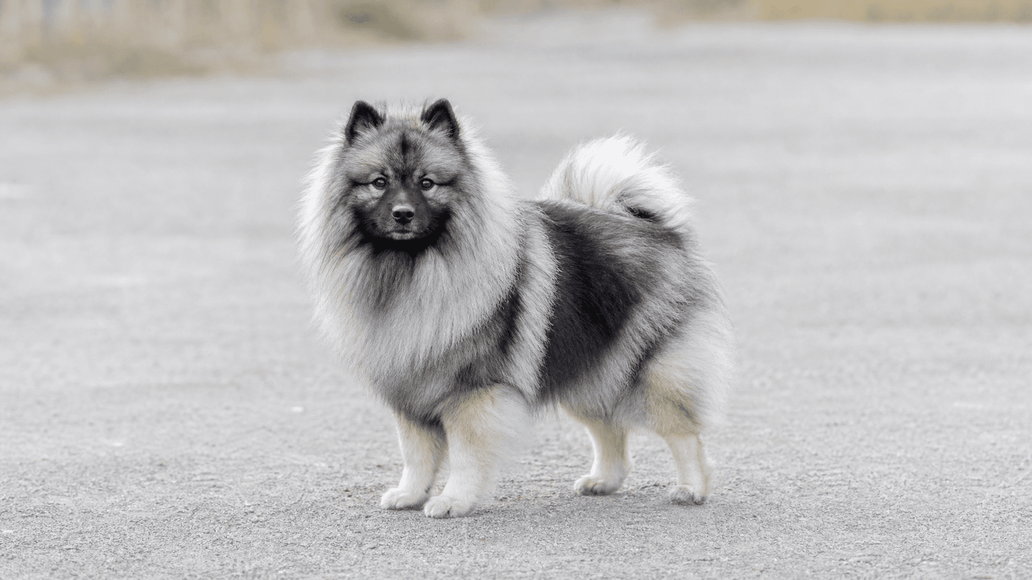 German Spitz