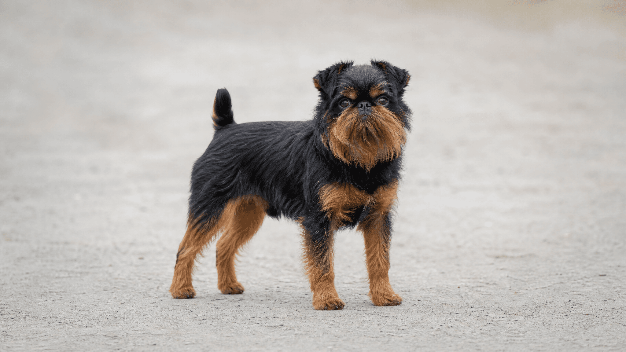 Griffon Belge