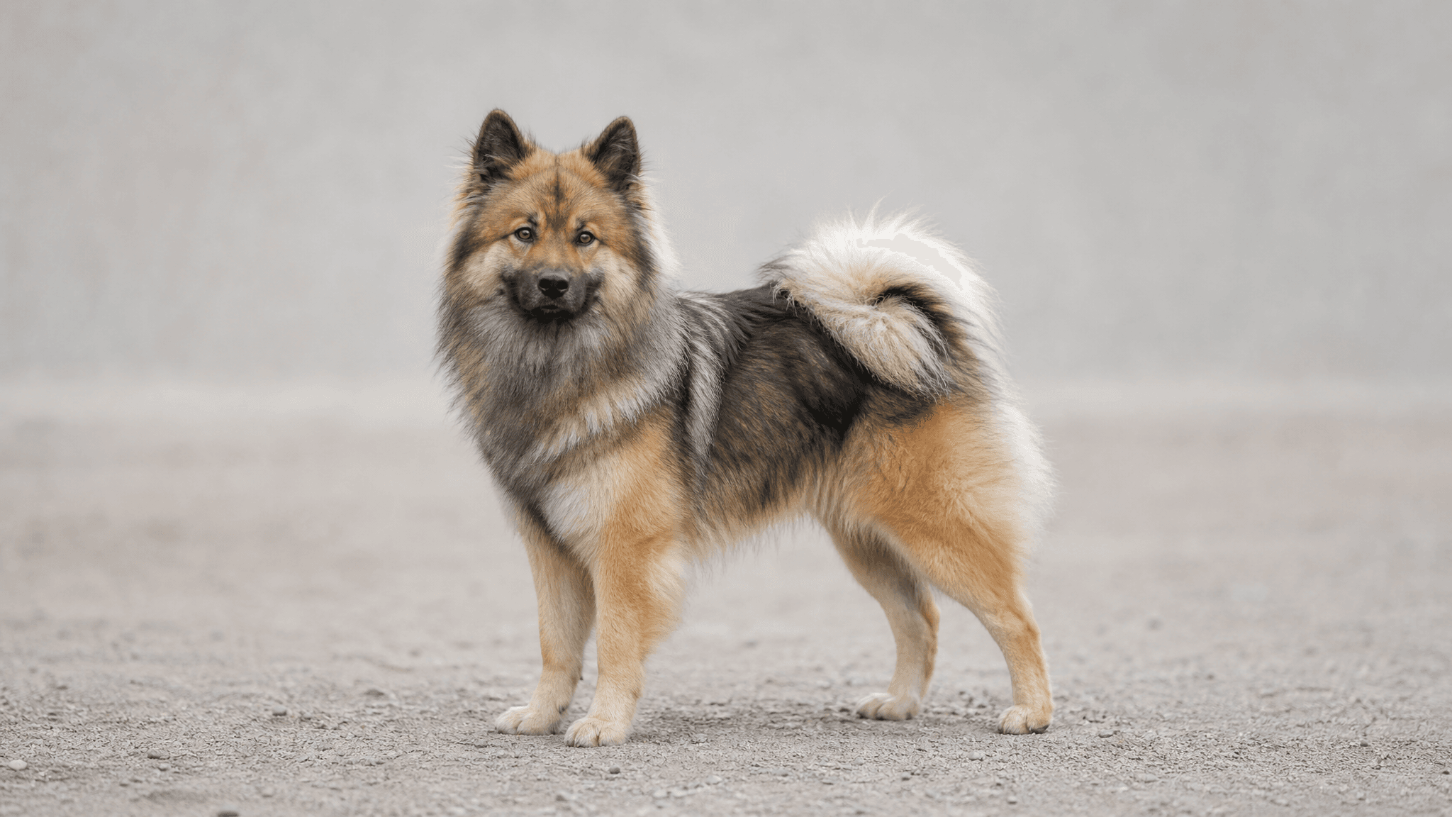 Eurasier