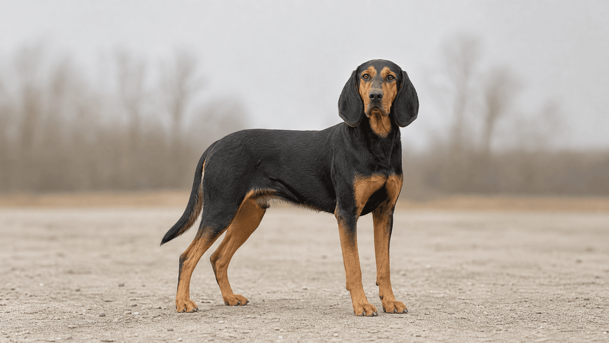 Polish Hound