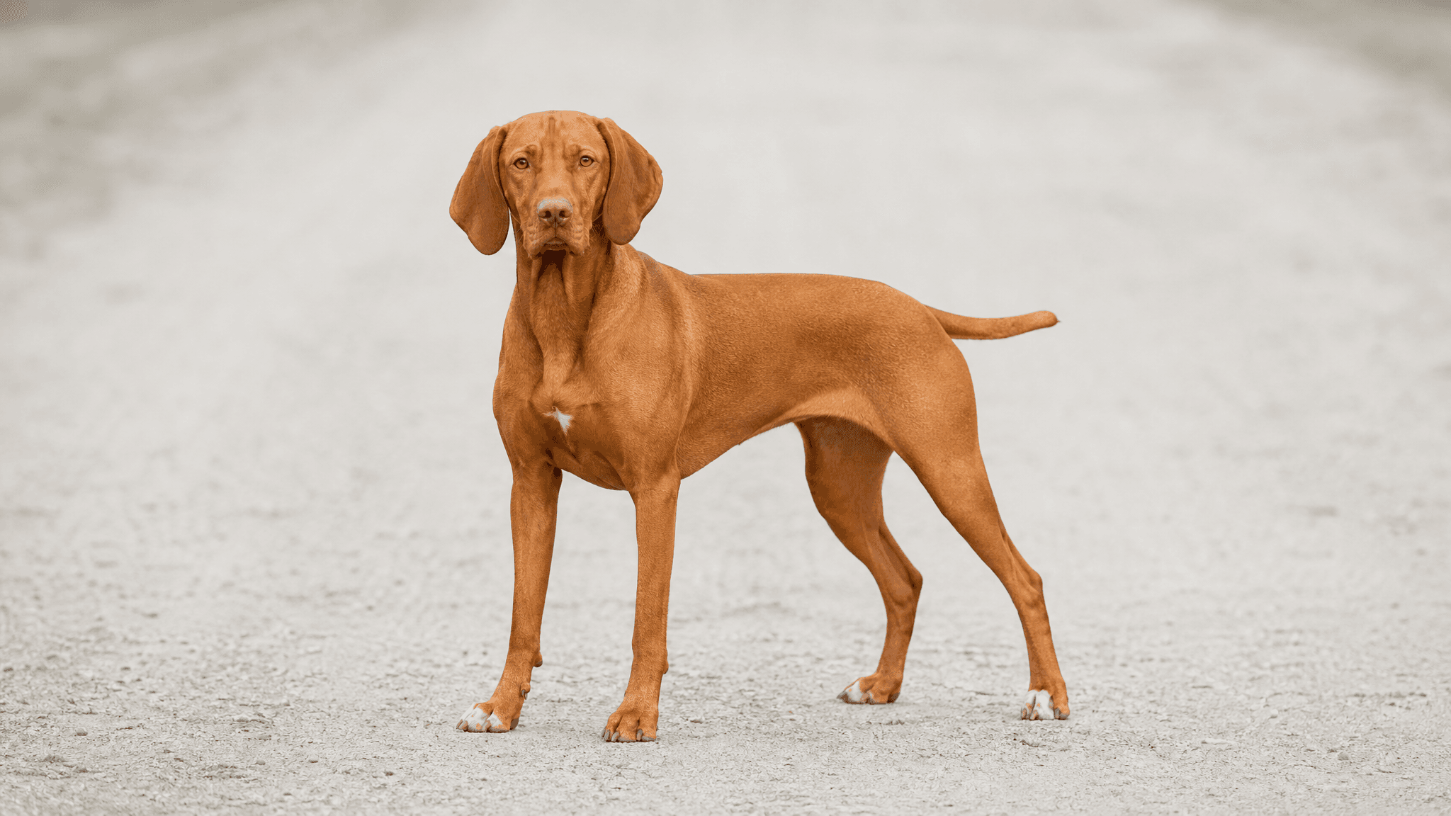 Hungarian Short-Haired Pointer (Vizsla)