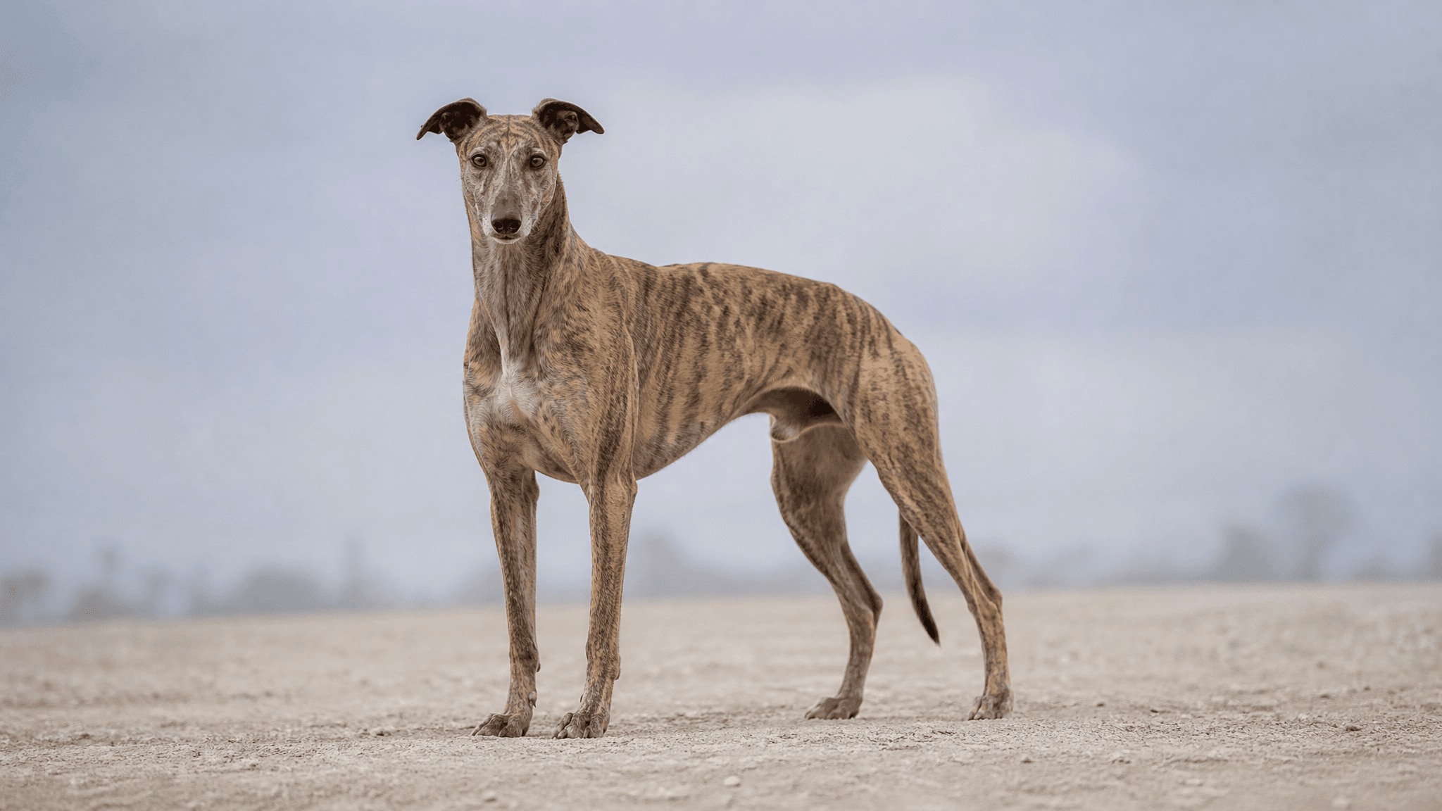 Greyhound (Galgo Inglés)