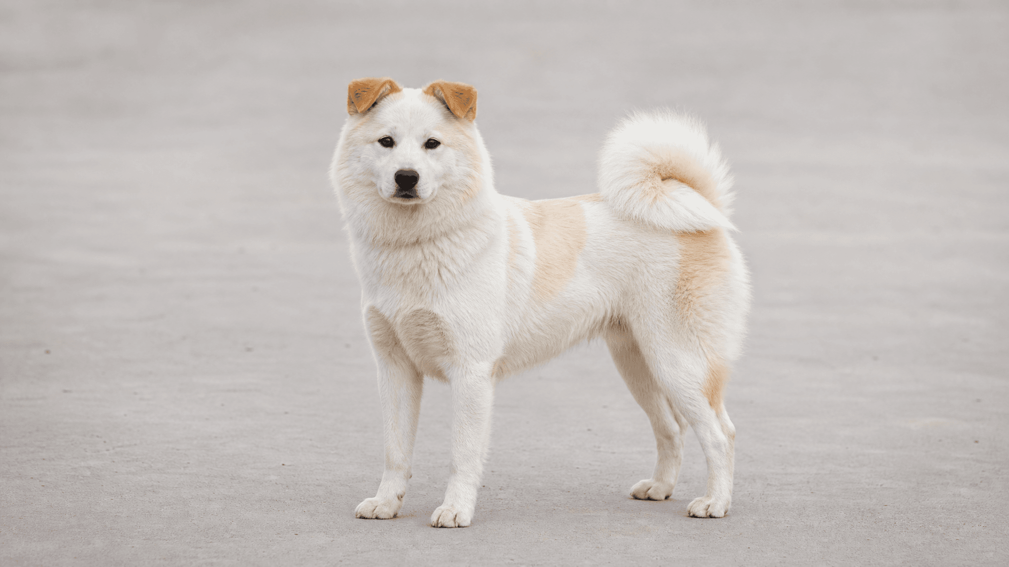Anjing Kintamani-Bali