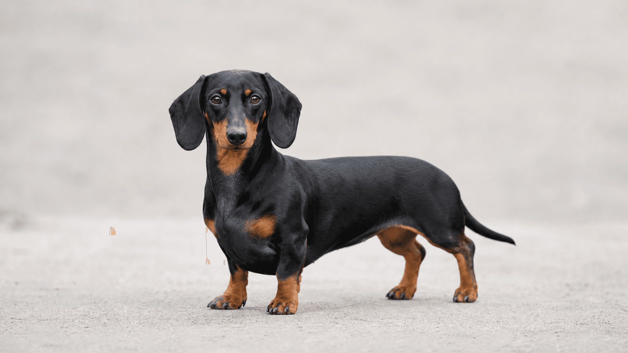 Teckel (Dachshund)