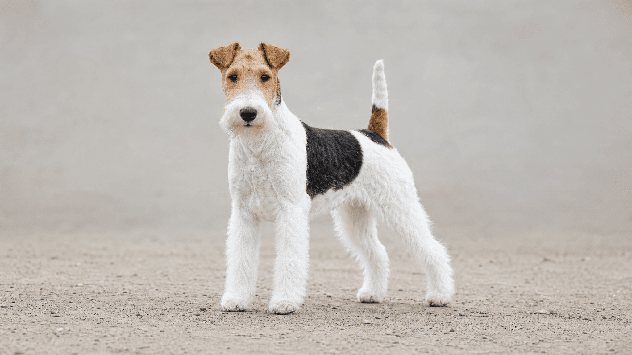 Fox Terrier De Pelo De Arame