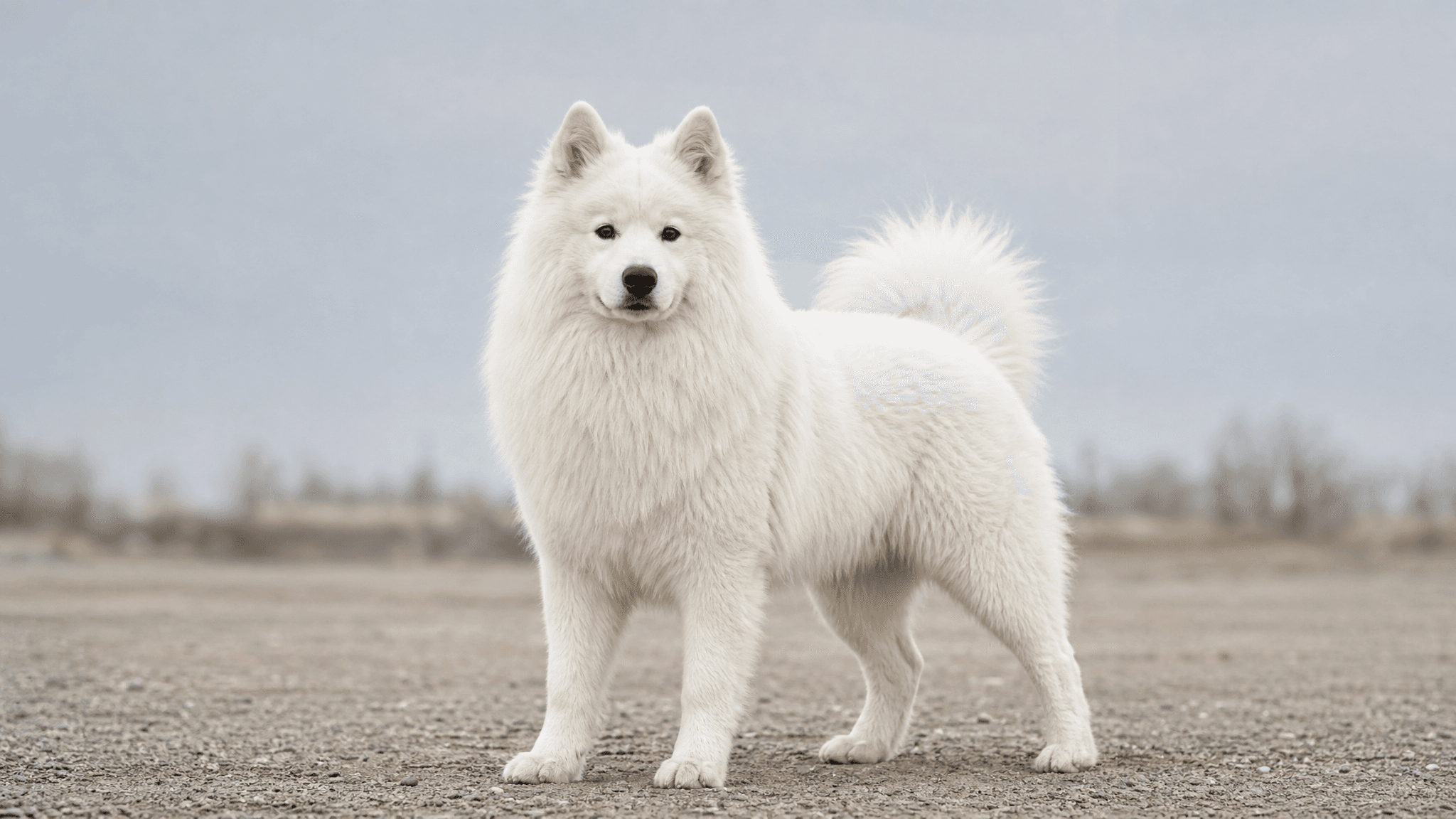 Cão Esquimó Canadiano