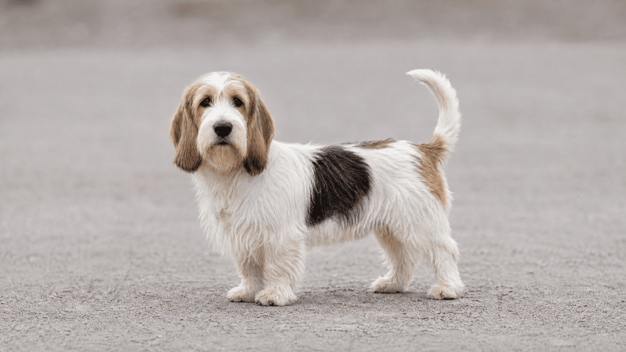 Petit Basset Griffon Vendéen