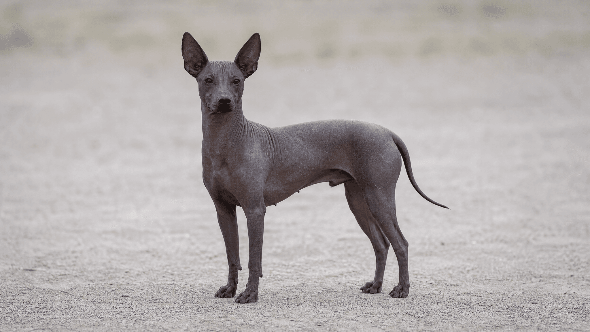 Perro Sin Pelo Del Perú