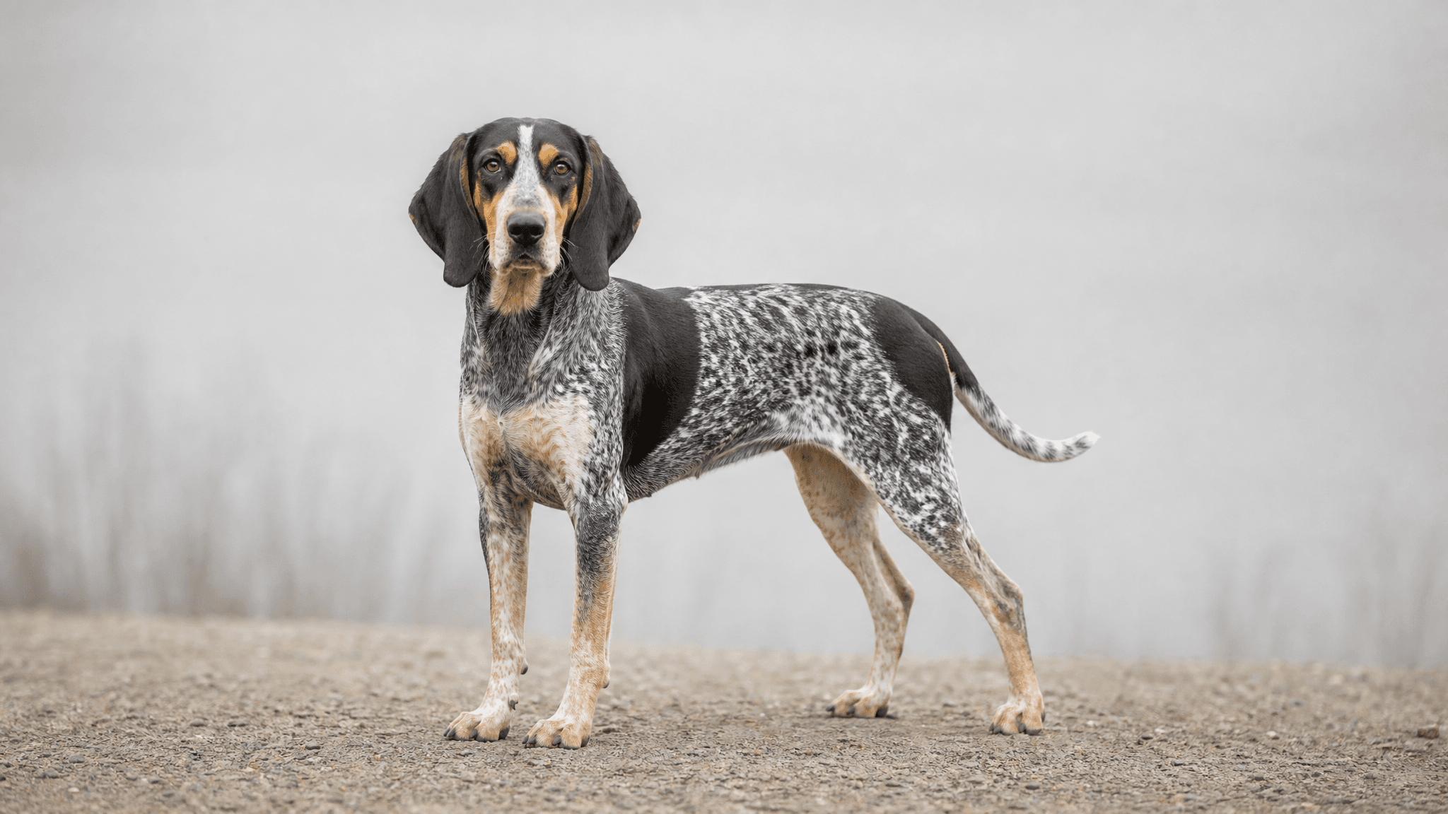 Coonhound Inglés Americano