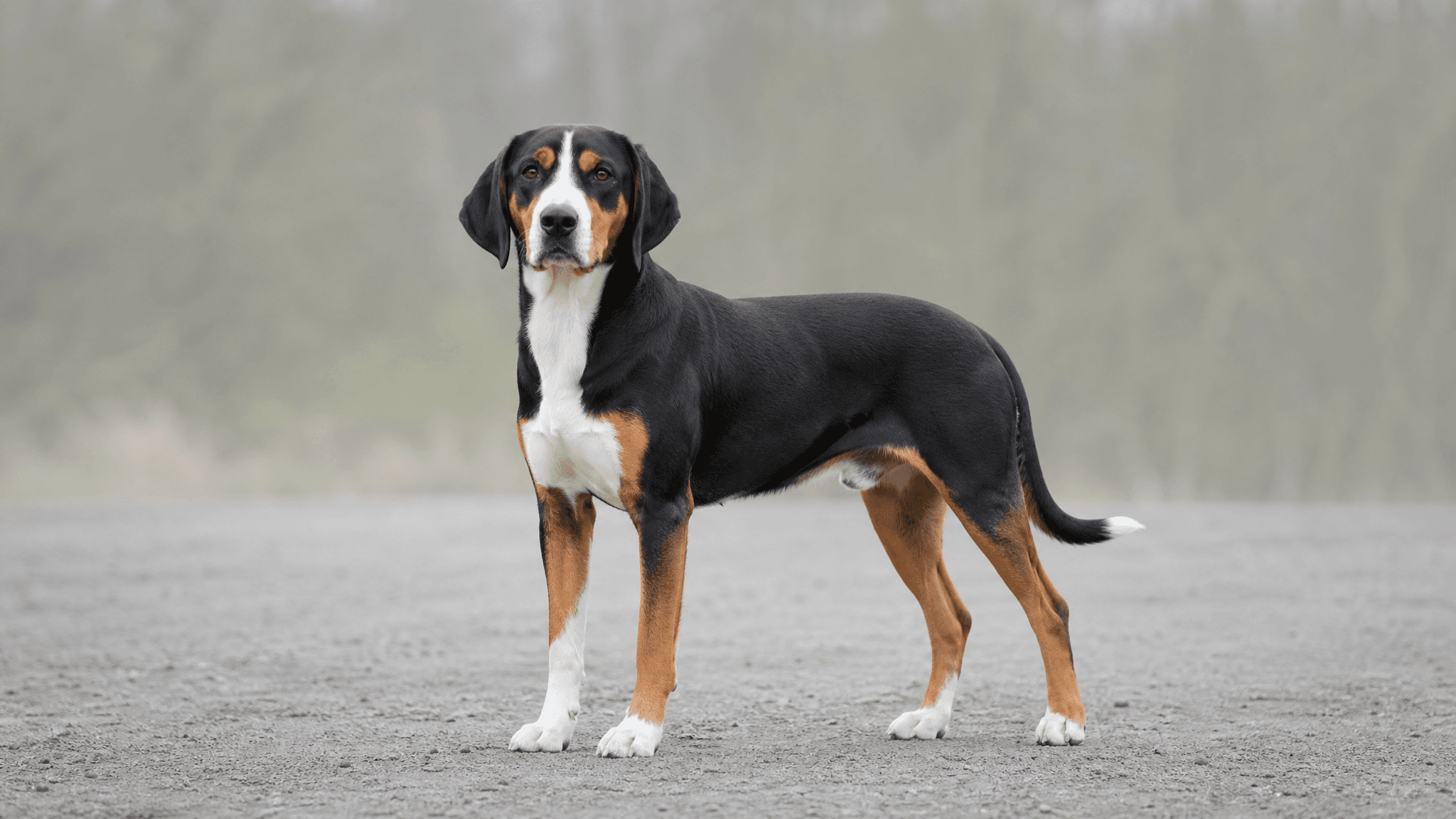French Tricolour Hound
