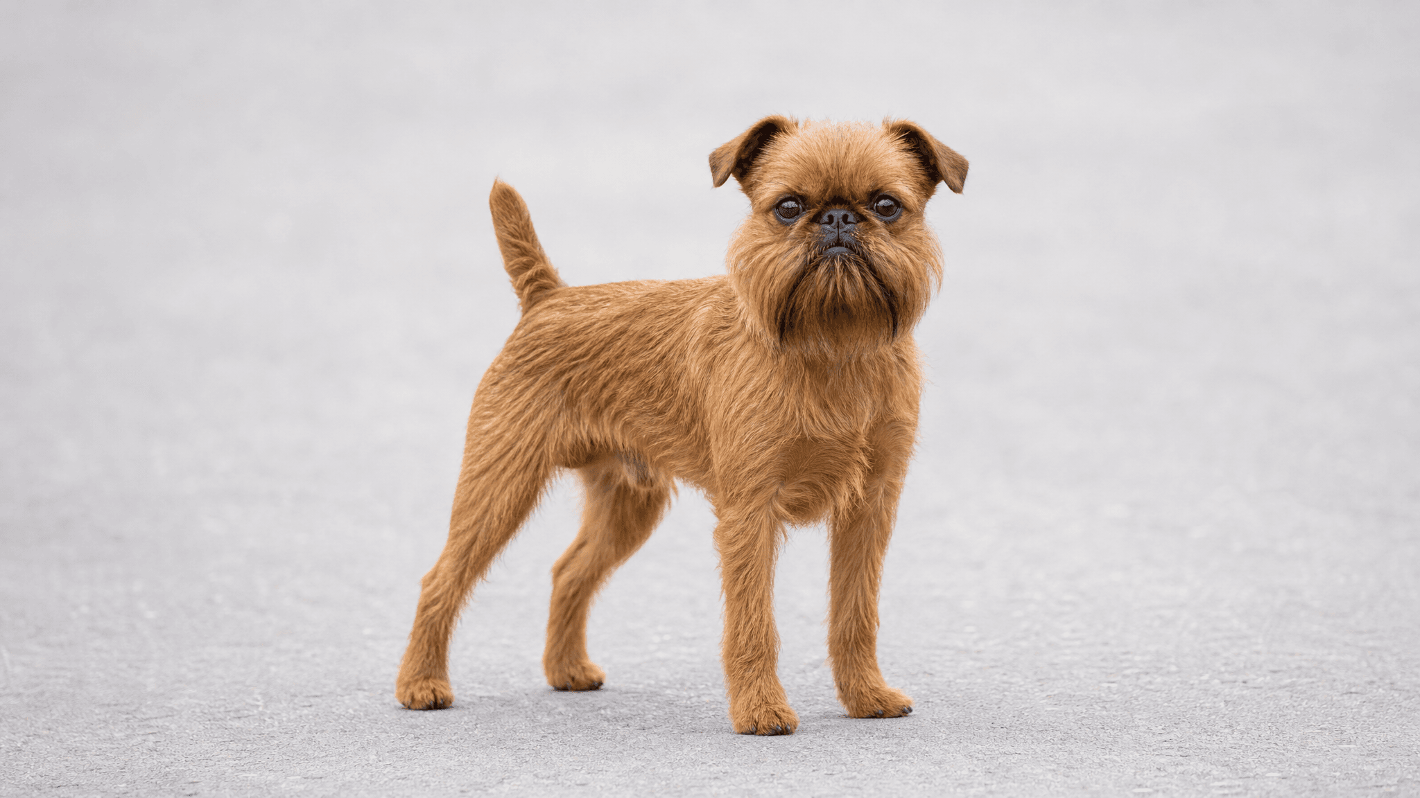 Griffon Bruxellois