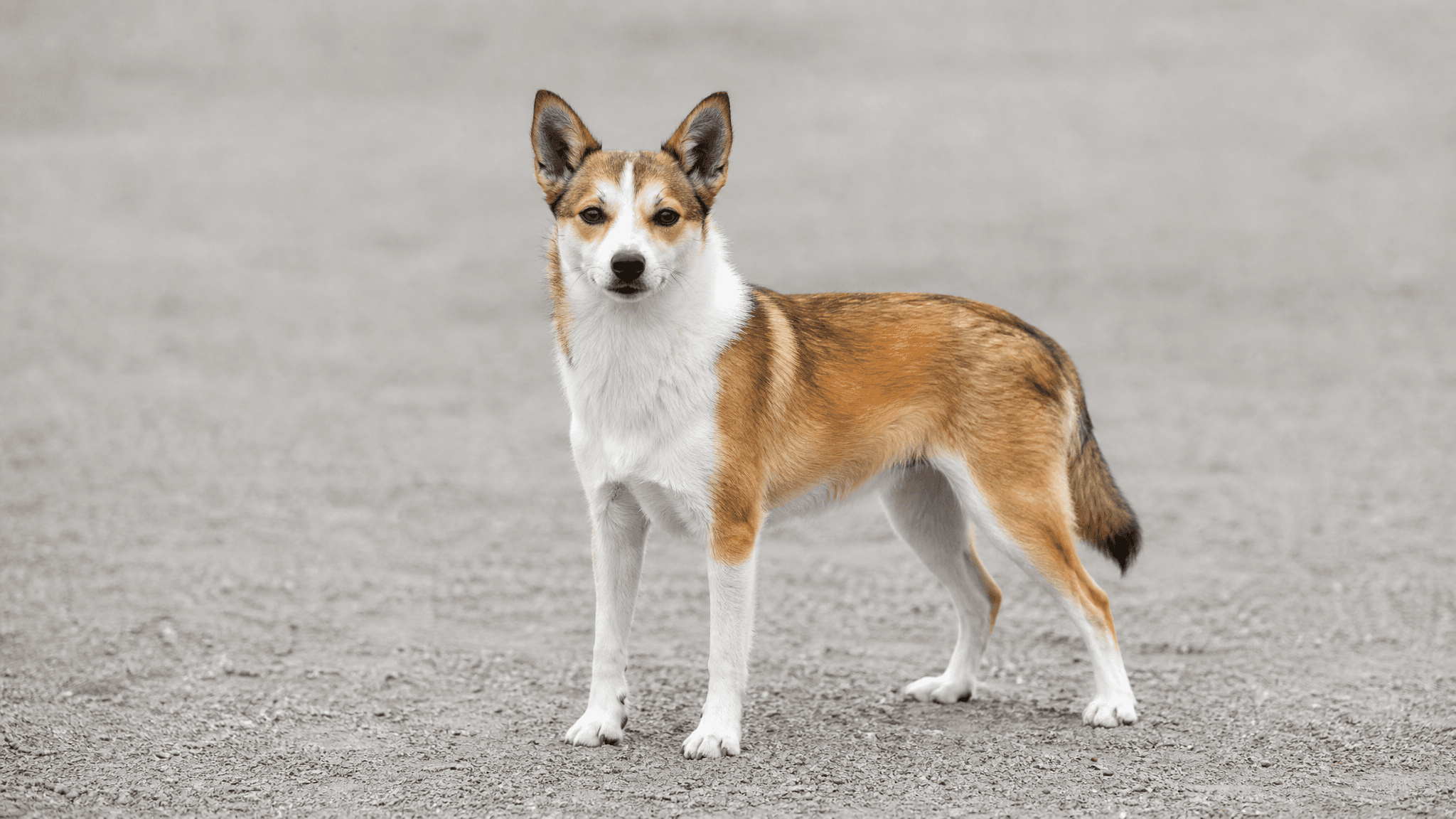 Lundehund Norueguês