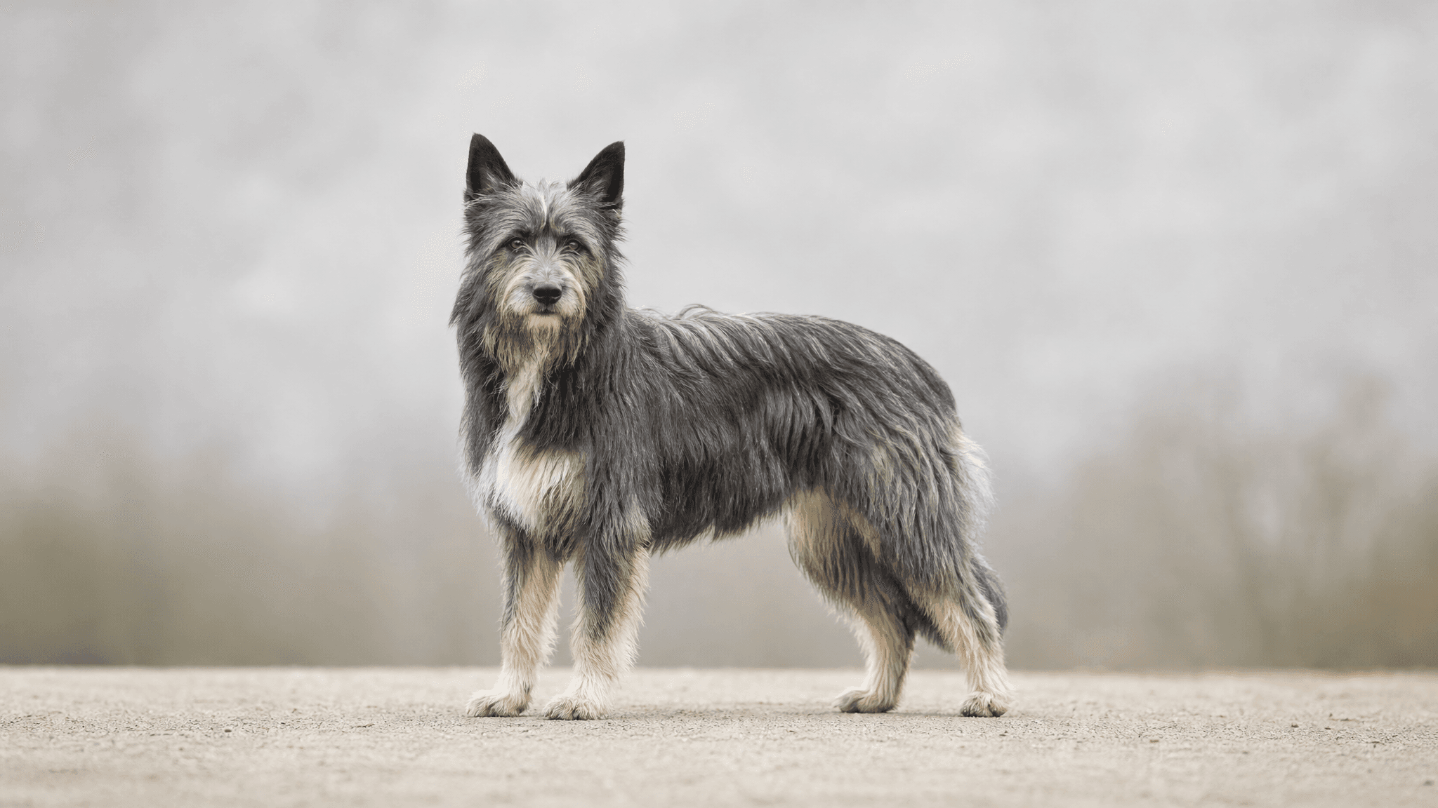 Pyrenean Sheepdog - Smooth Faced