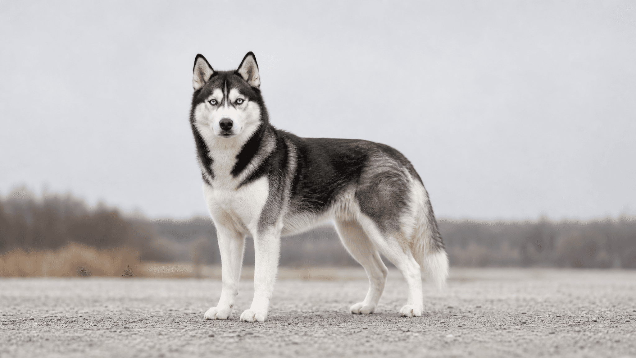Husky Siberiano