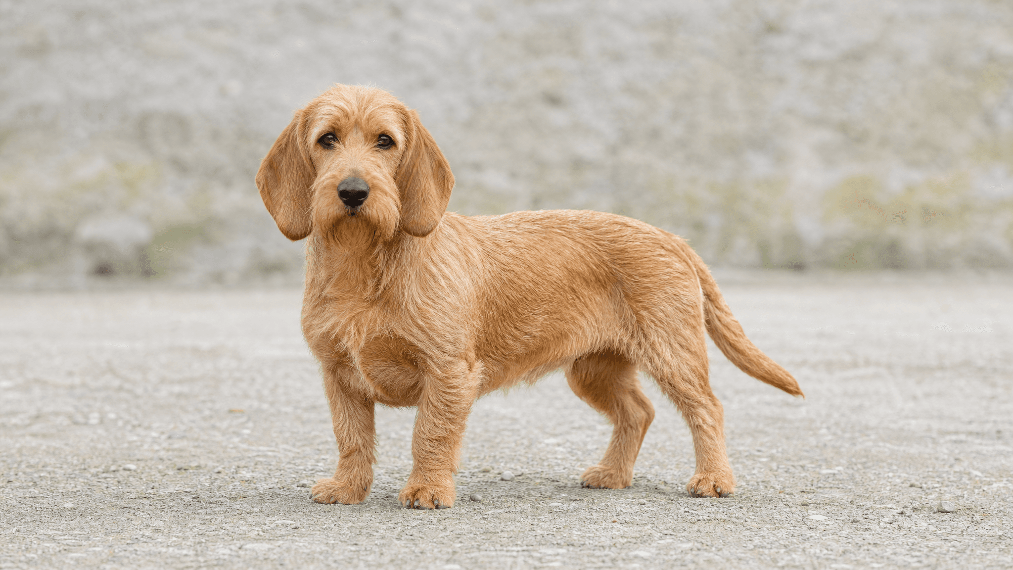 Basset Fauve De Bretagne
