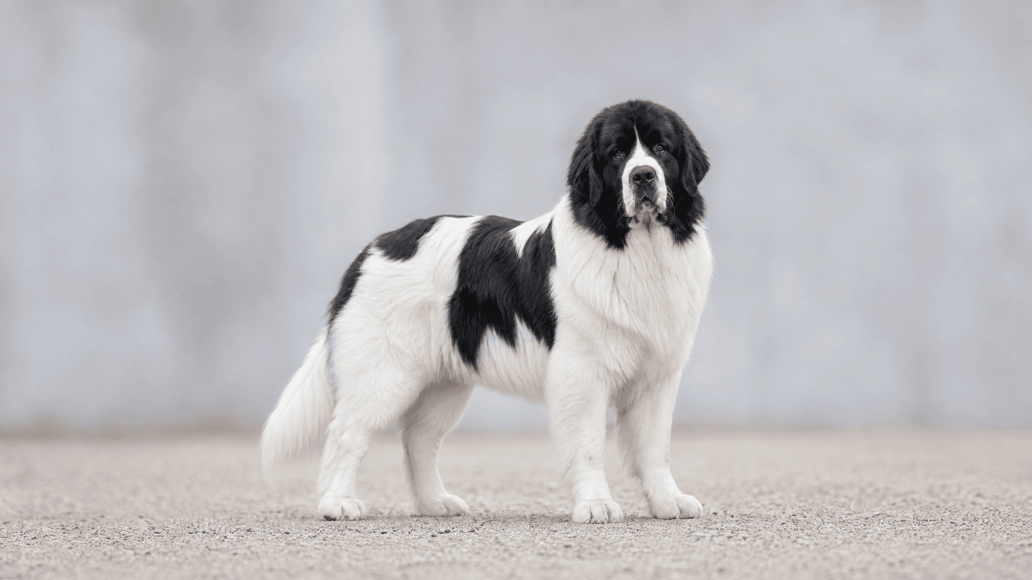 Landseer (Tipo Europeo Continental)